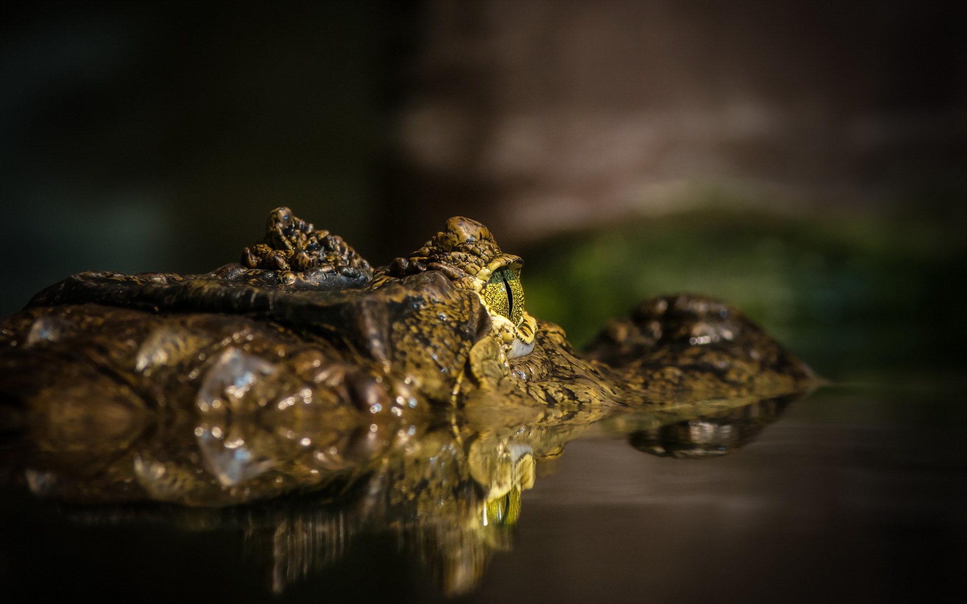 Téléchargez gratuitement l'image Animaux, Reptiles, Crocodile sur le bureau de votre PC