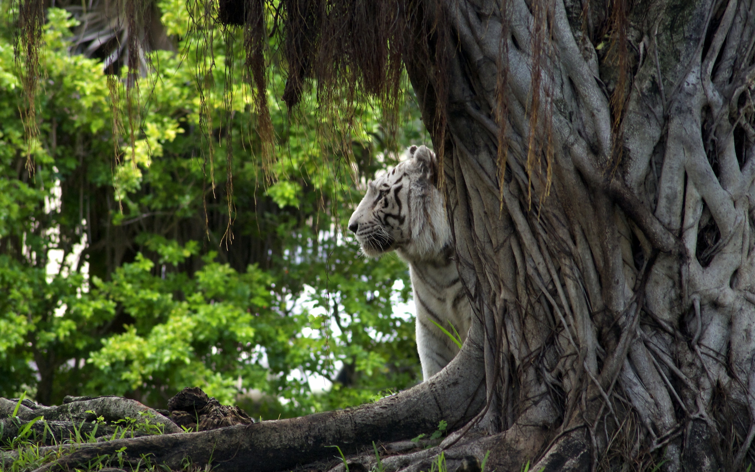 Baixar papel de parede para celular de Tigre Branco, Gatos, Animais gratuito.