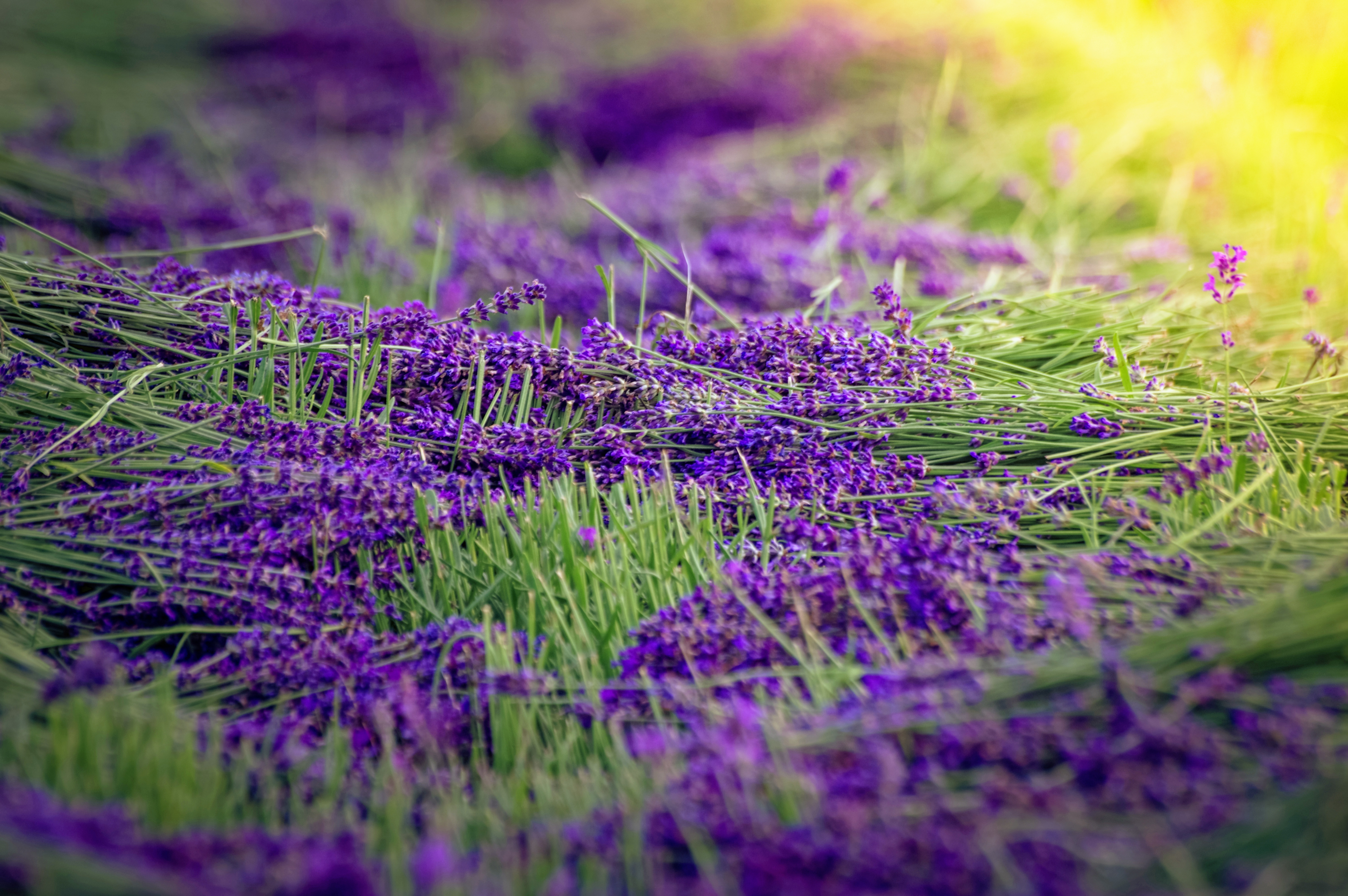 Download mobile wallpaper Nature, Flowers, Grass, Flower, Blur, Earth, Lavender, Purple Flower for free.