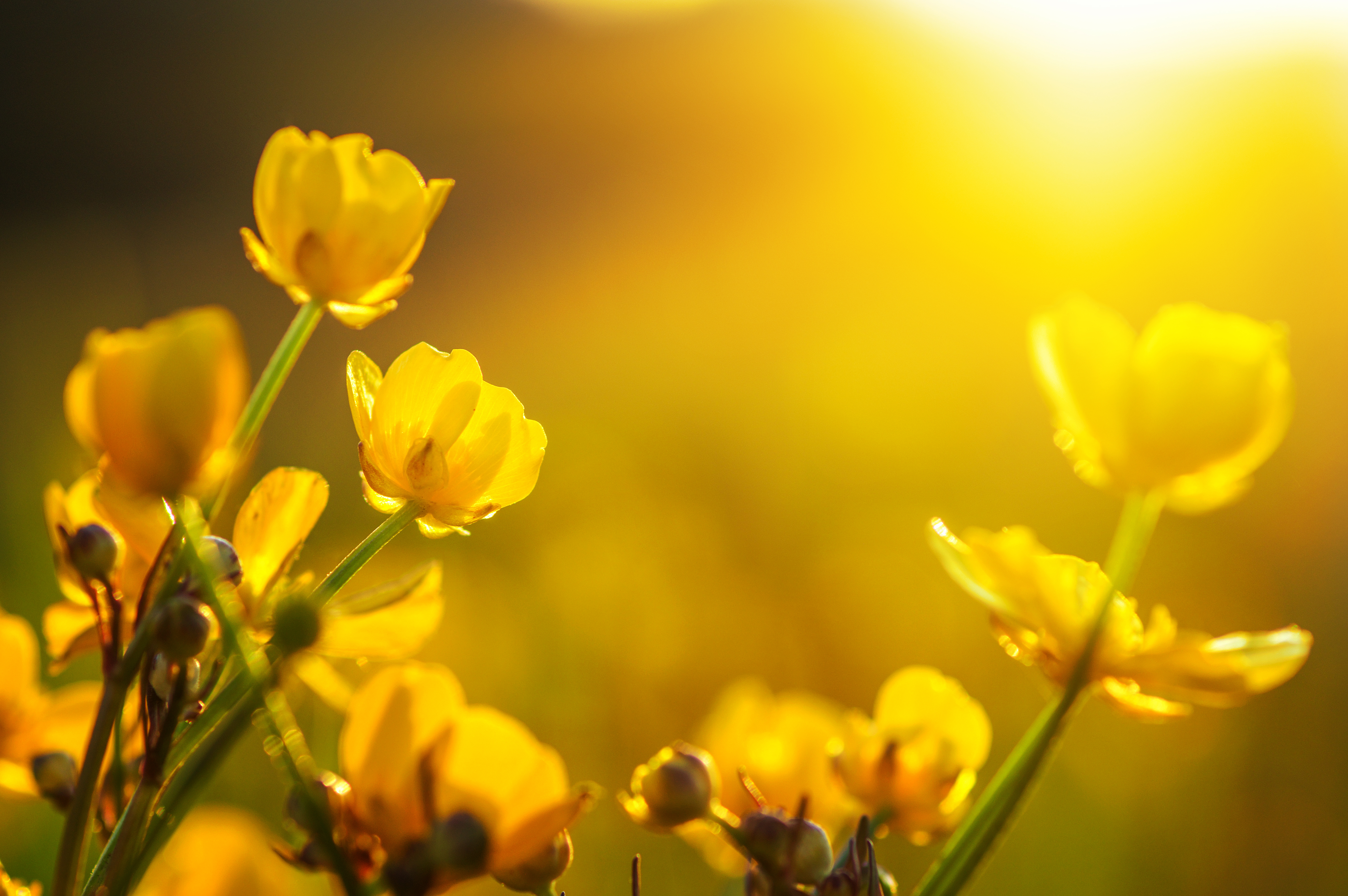 Laden Sie das Natur, Blumen, Blume, Nahansicht, Sonnig, Gelbe Blume, Erde/natur-Bild kostenlos auf Ihren PC-Desktop herunter