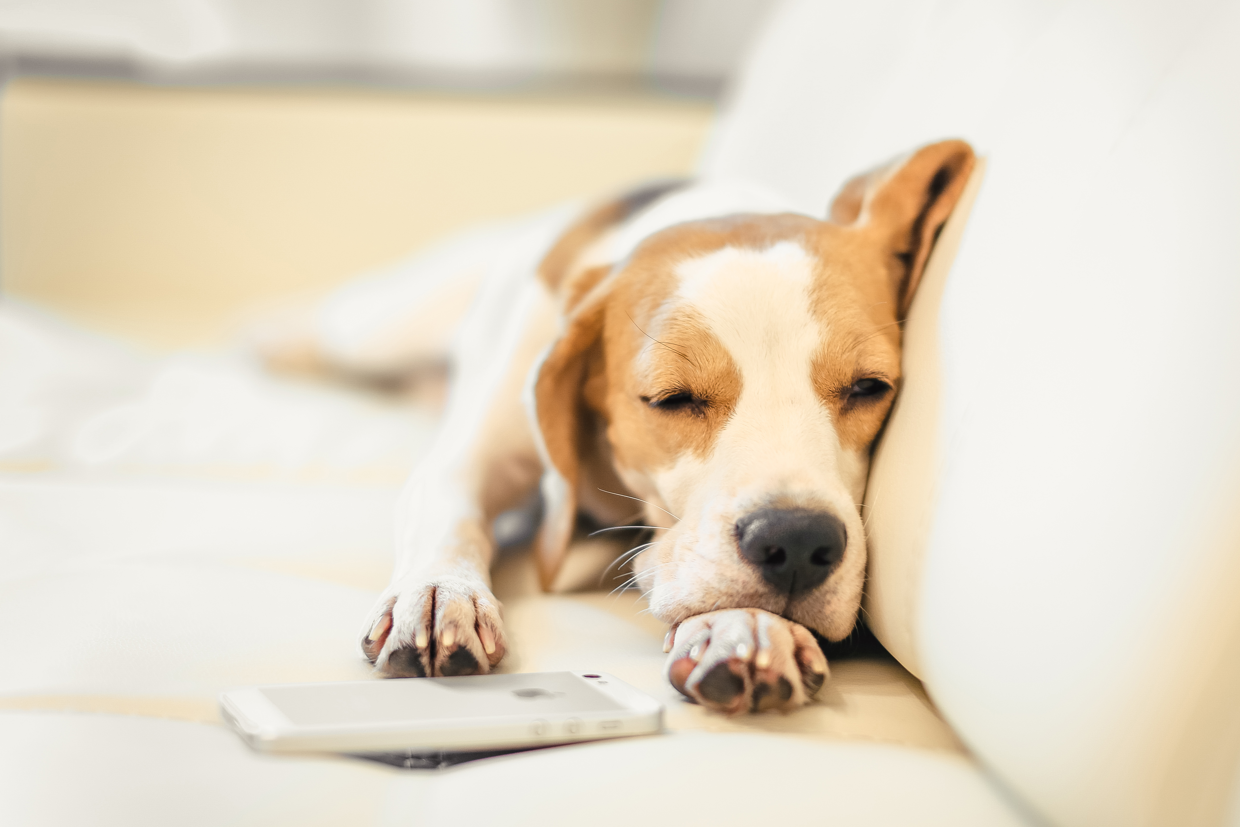 Descarga gratuita de fondo de pantalla para móvil de Animales, Perros, Perro, Bozal, Dormido, Beagle.