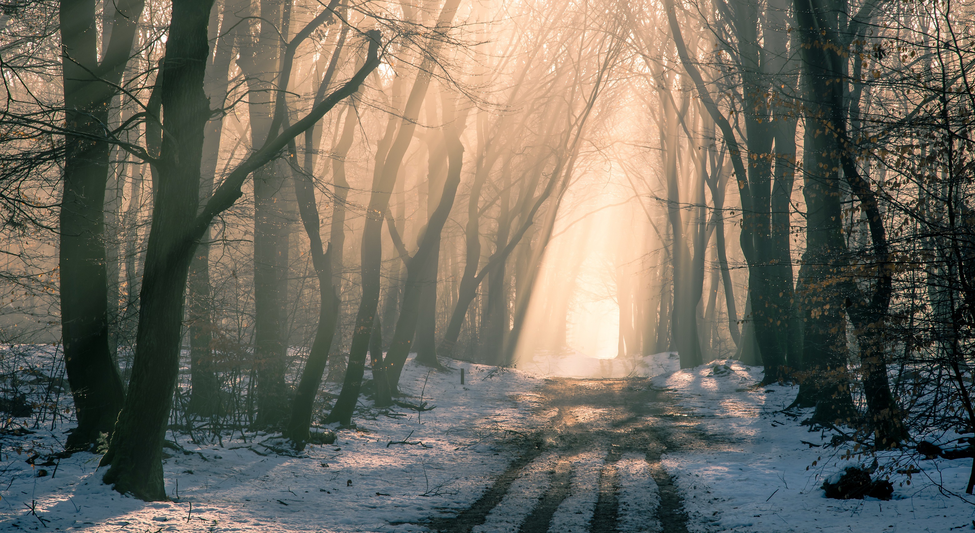 Download mobile wallpaper Winter, Nature, Snow, Forest, Fog, Earth, Path for free.