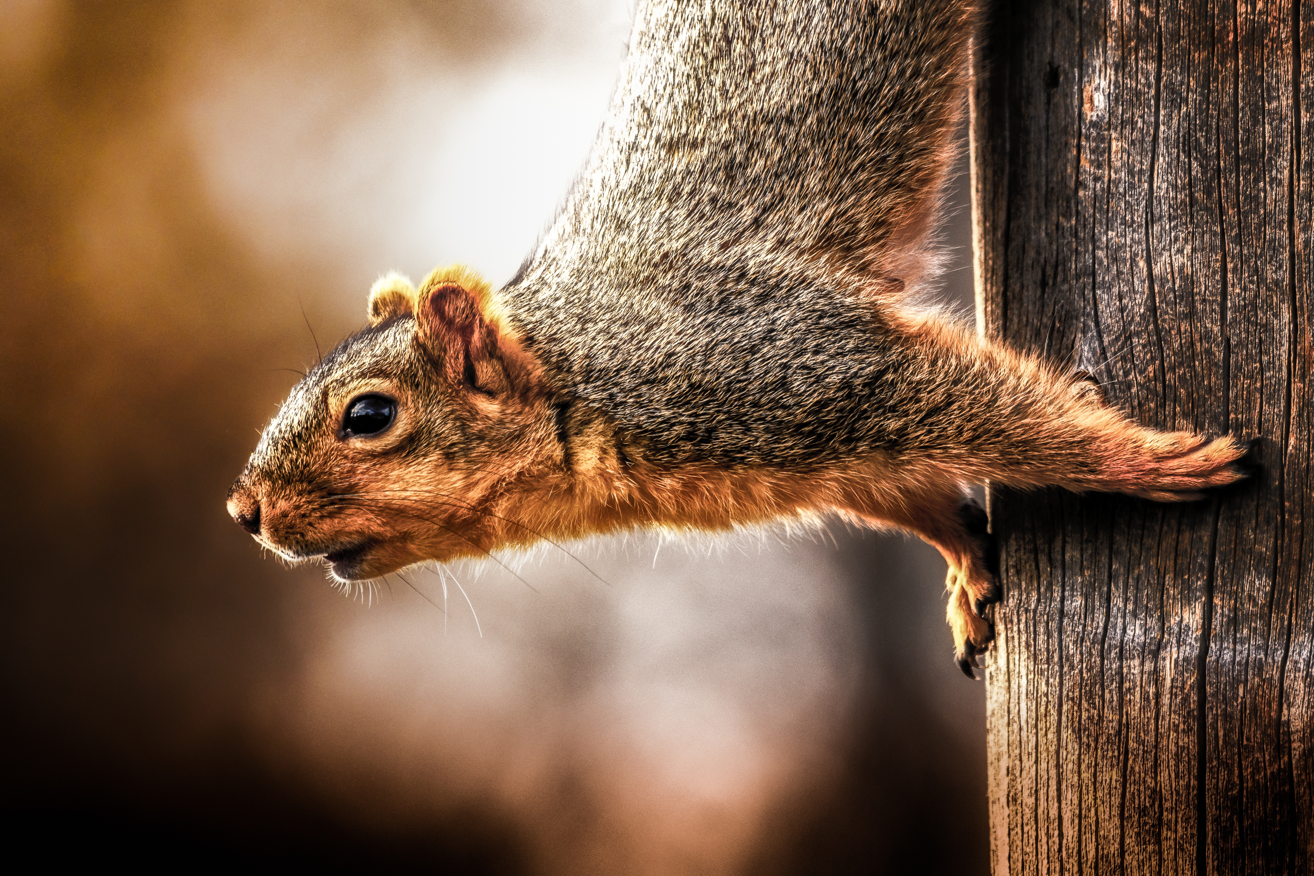 Laden Sie das Tiere, Eichhörnchen, Nagetier-Bild kostenlos auf Ihren PC-Desktop herunter