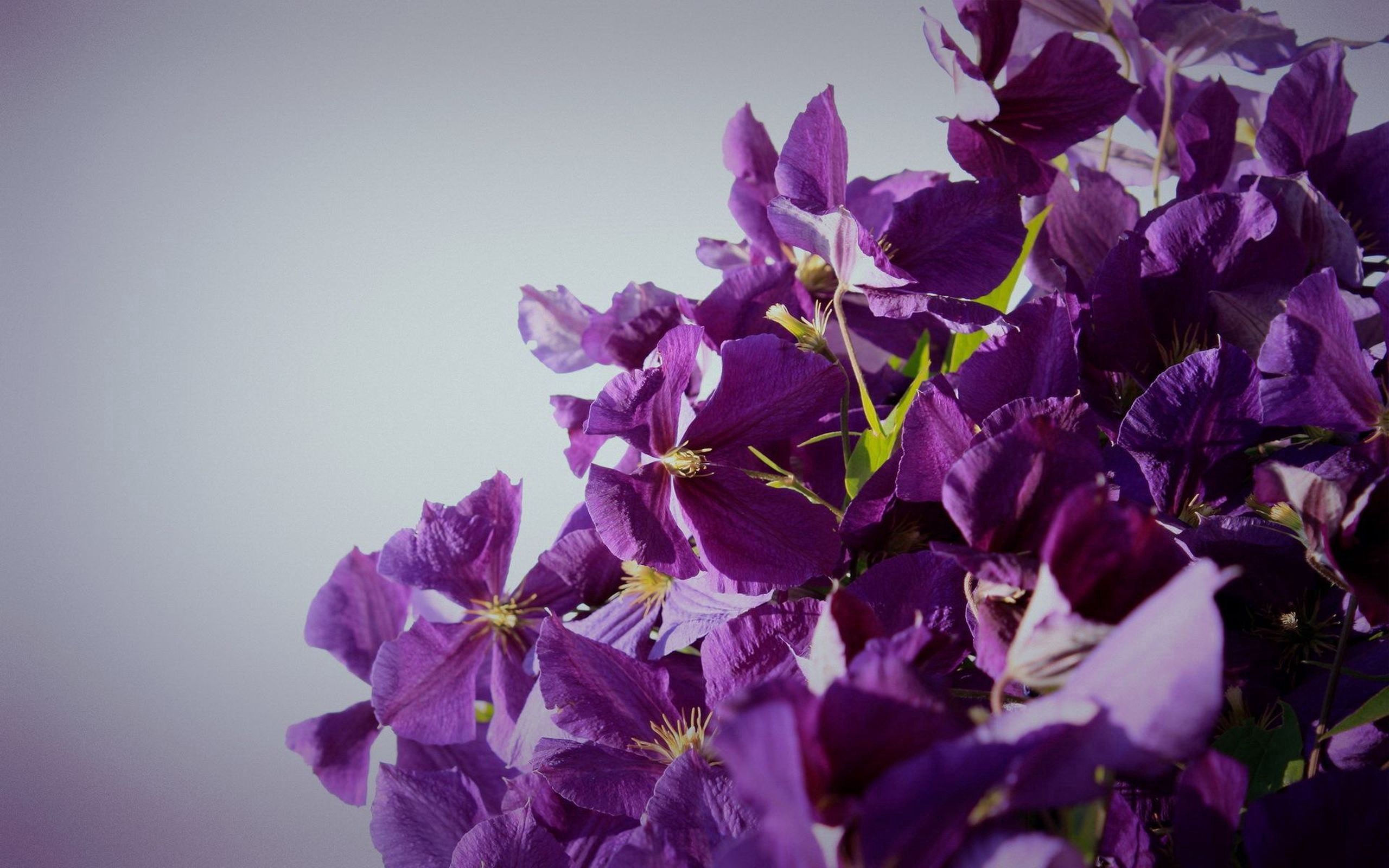 Free download wallpaper Flowers, Macro, Petals, Lilac on your PC desktop