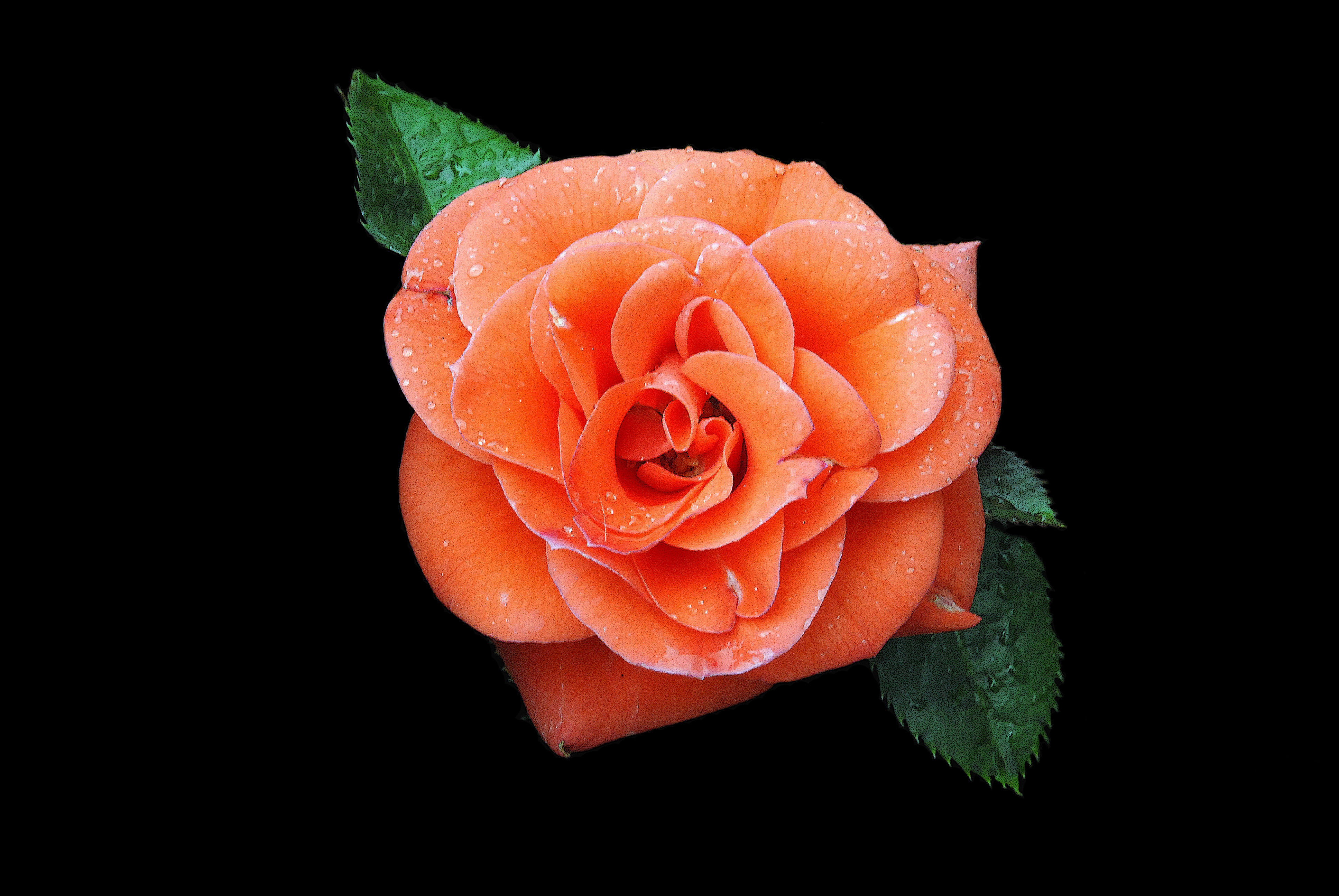 393256 скачать обои земля/природа, роза, цветок, персиковый цветок, флауэрсы - заставки и картинки бесплатно