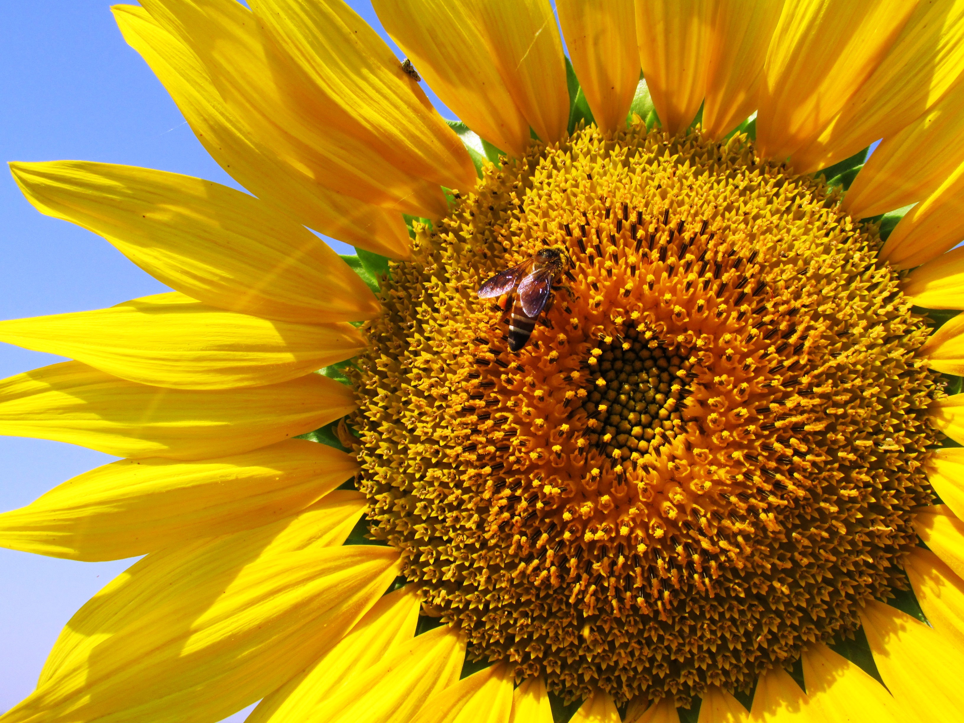Free download wallpaper Flowers, Petals, Bee, Sunflower, Pollination on your PC desktop
