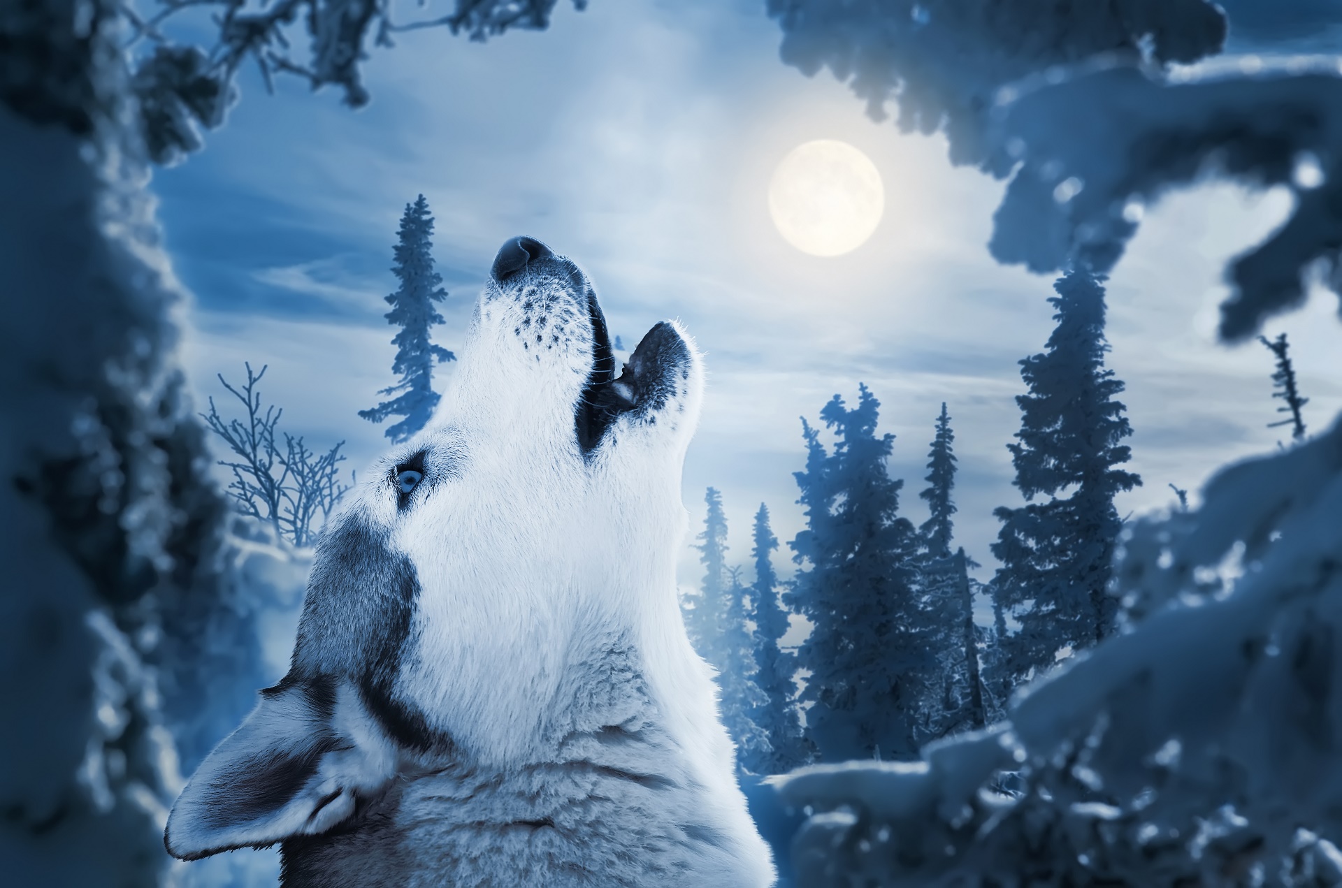 373184 descargar fondo de pantalla animales, lobo, azul, clamoroso, wolves: protectores de pantalla e imágenes gratis
