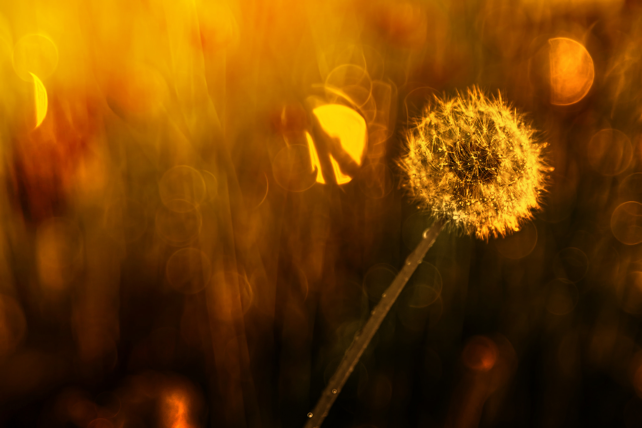 Download mobile wallpaper Nature, Close Up, Earth, Bokeh, Dandelion for free.