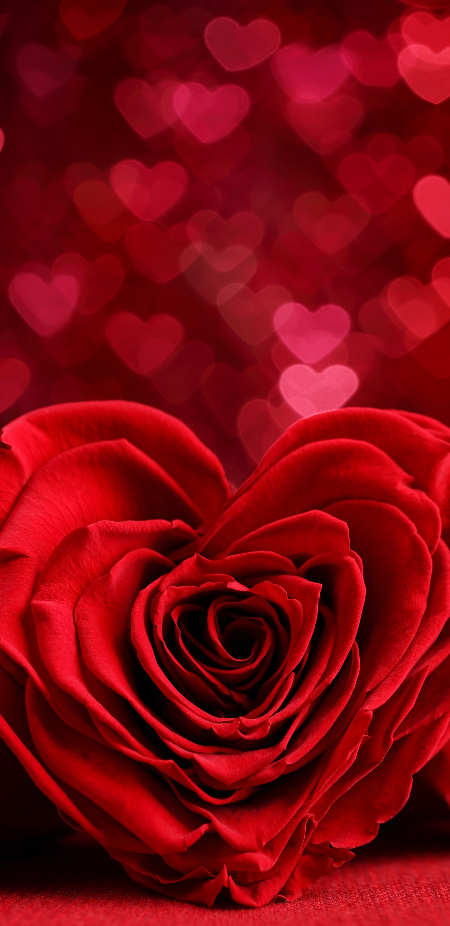 Handy-Wallpaper Feiertage, Valentinstag, Blume, Rose, Bokeh, Rote Rose, Romantisch, Rote Blume, Herzförmig kostenlos herunterladen.