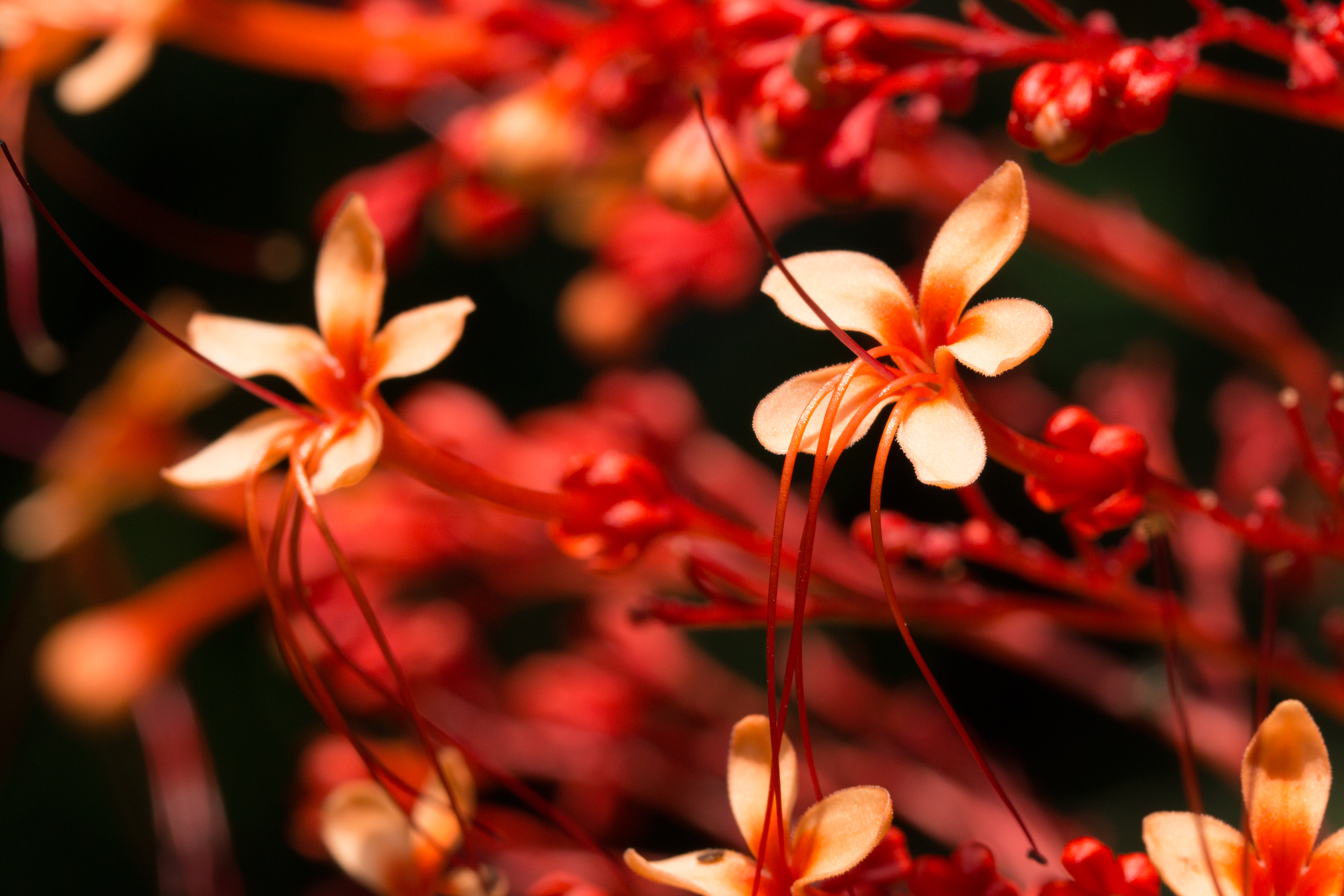 Free download wallpaper Flowers, Macro, Pink, Plant, Flowering, Bloom on your PC desktop