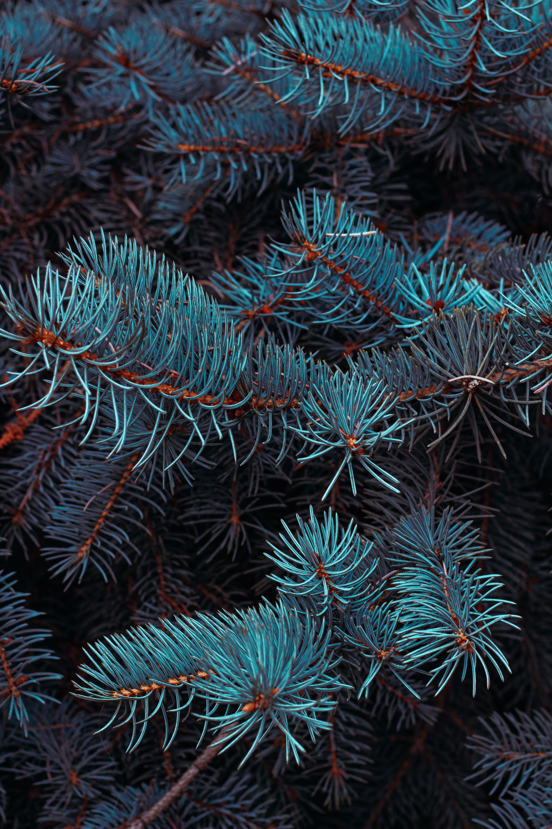 Download mobile wallpaper Fir, Needles, Spruce, Branches, Plant, Macro for free.