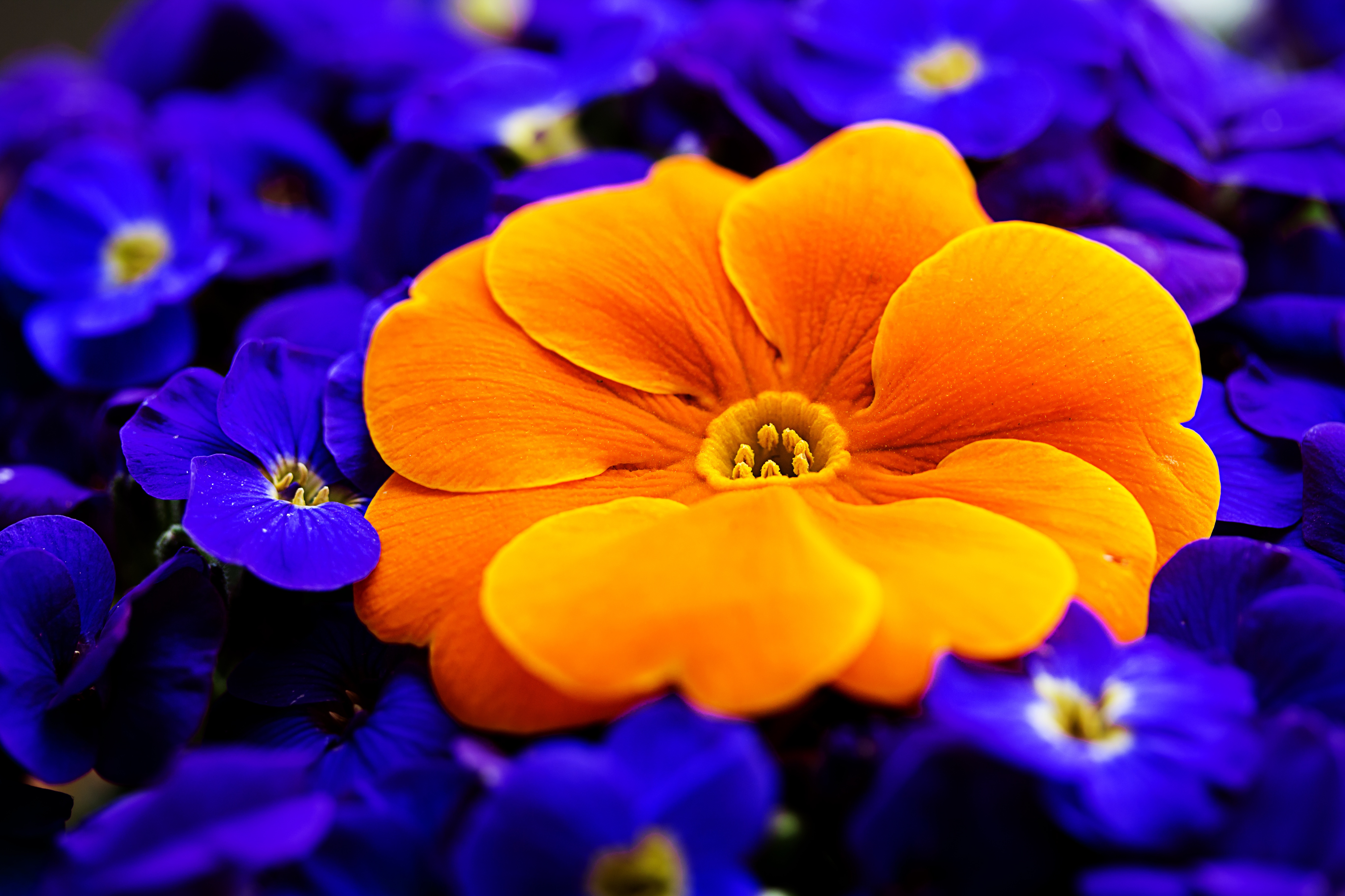 Free download wallpaper Nature, Flowers, Flower, Macro, Earth, Yellow Flower, Blue Flower on your PC desktop