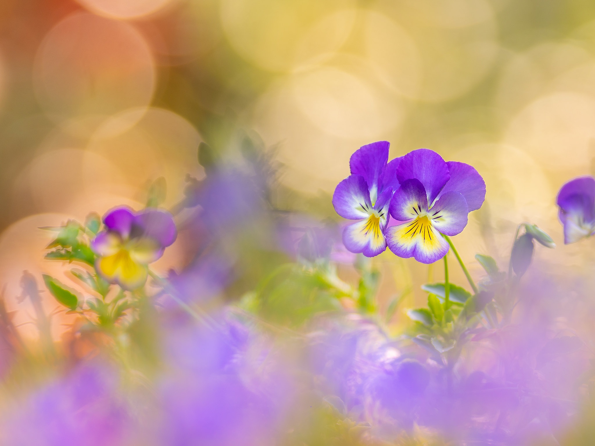 Download mobile wallpaper Flowers, Flower, Earth, Pansy for free.