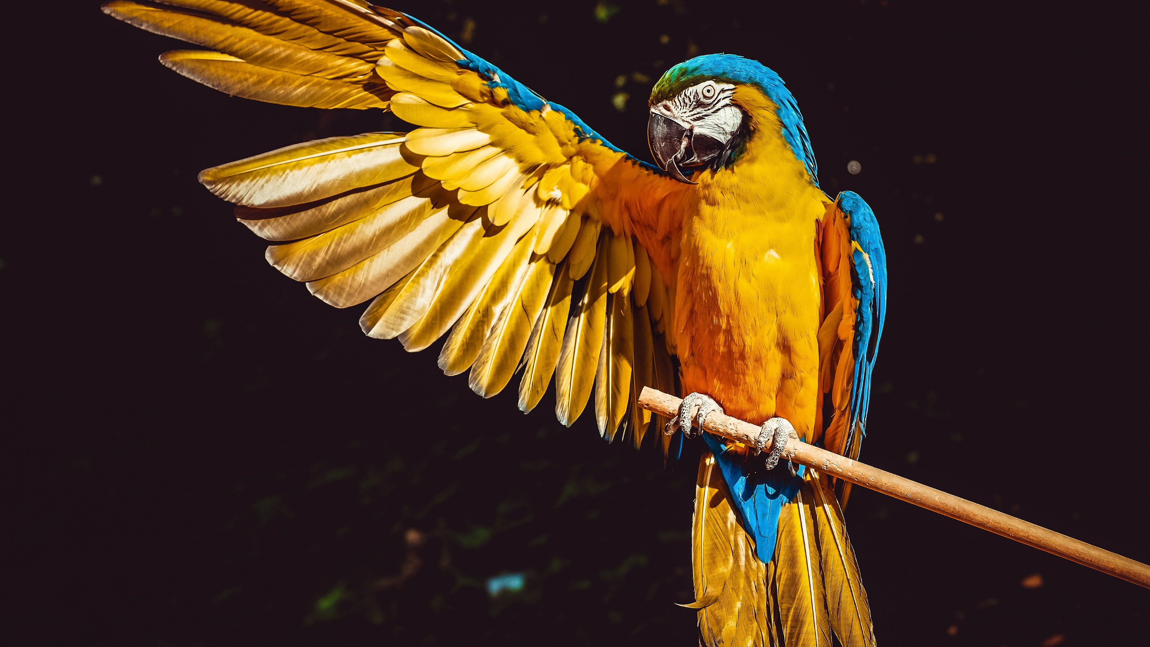 Laden Sie das Tiere, Vogel, Flügel, Ara, Gelbbrustara-Bild kostenlos auf Ihren PC-Desktop herunter