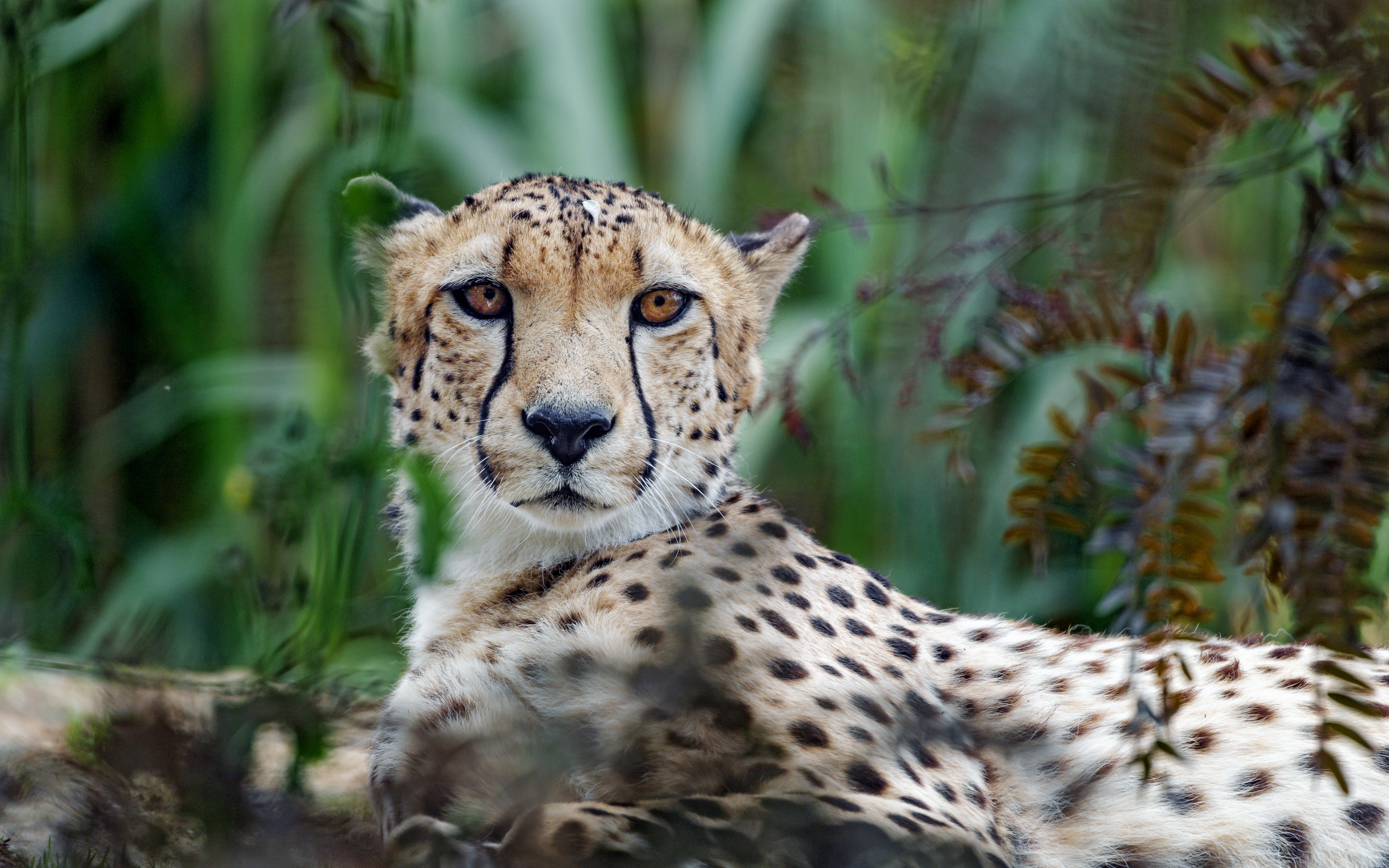 Descarga gratuita de fondo de pantalla para móvil de Gato Grande, Visión, Leopardo, Bozal, Opinión, Animales, Depredador, Guepardo.