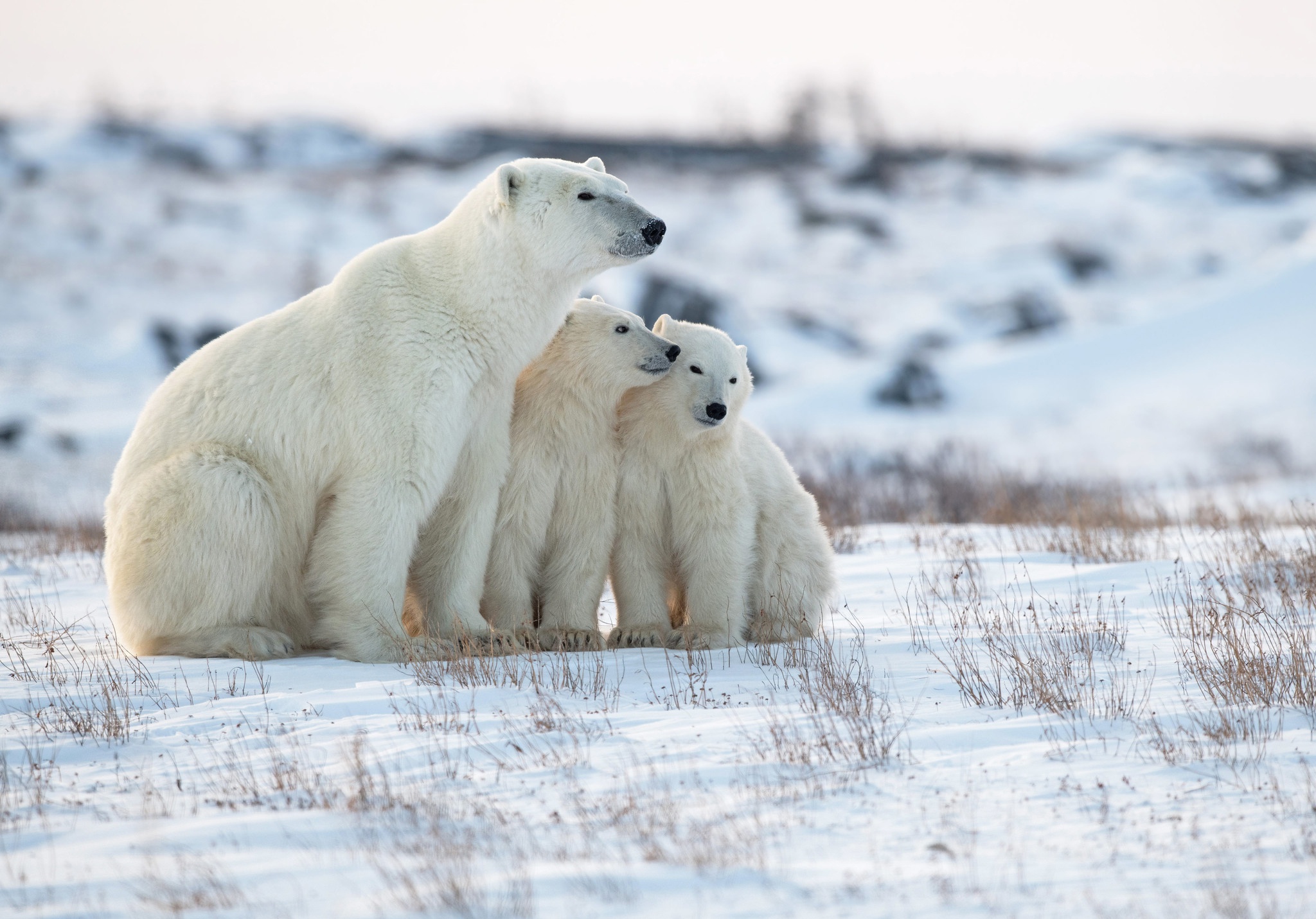 Free download wallpaper Snow, Bears, Bear, Animal, Polar Bear, Cub on your PC desktop