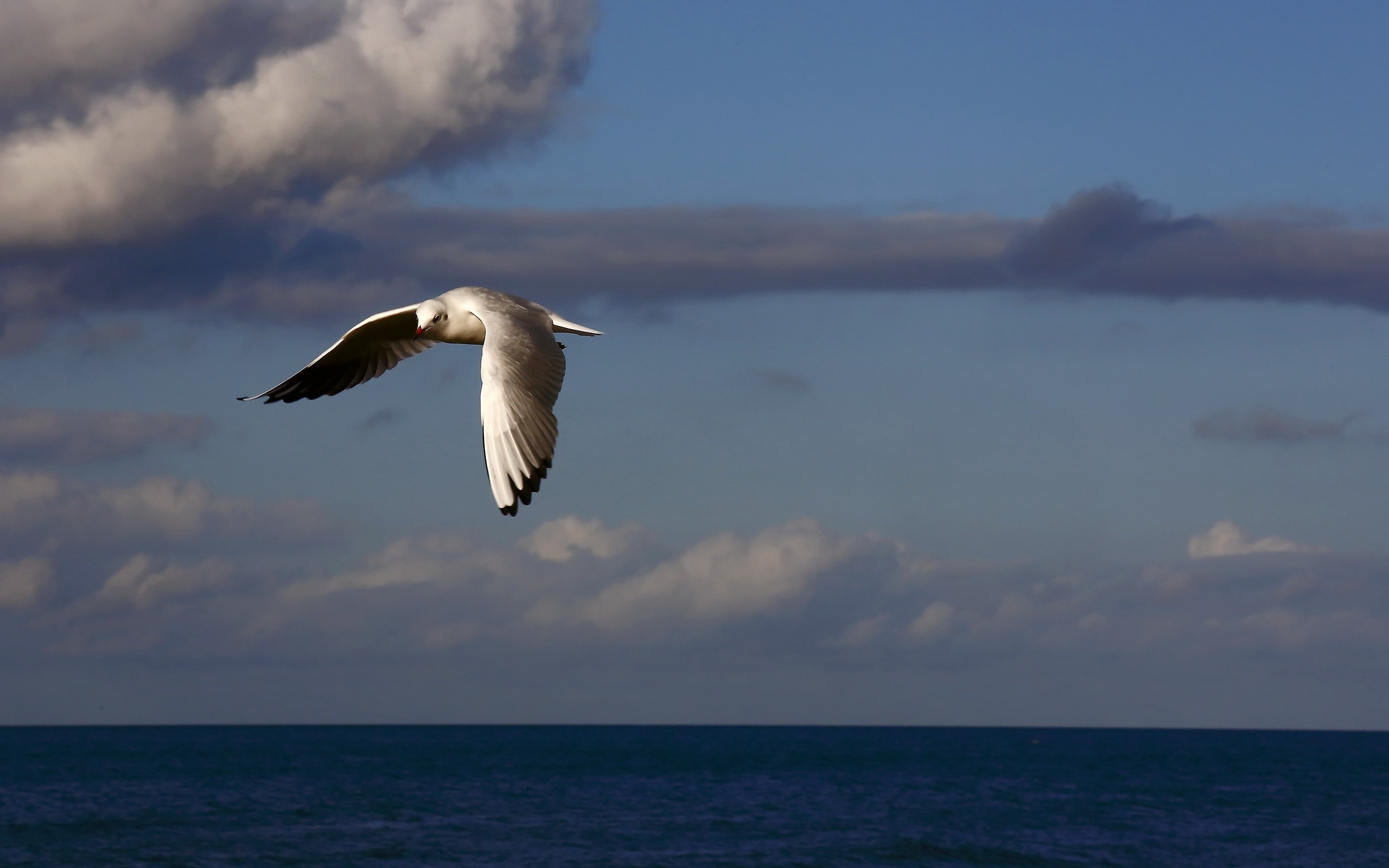 Téléchargez des papiers peints mobile Animaux, Oiseau, Des Oiseaux gratuitement.