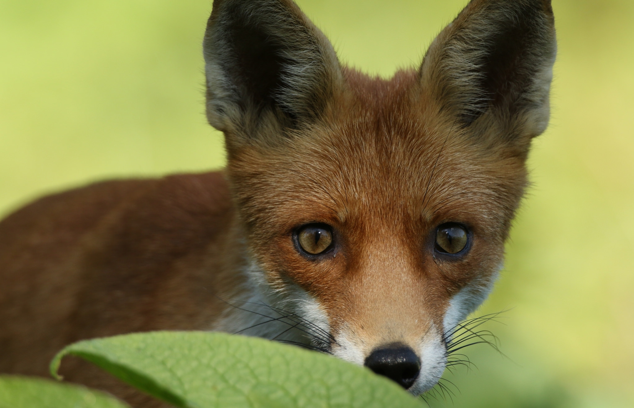 Free download wallpaper Fox, Close Up, Animal, Stare on your PC desktop