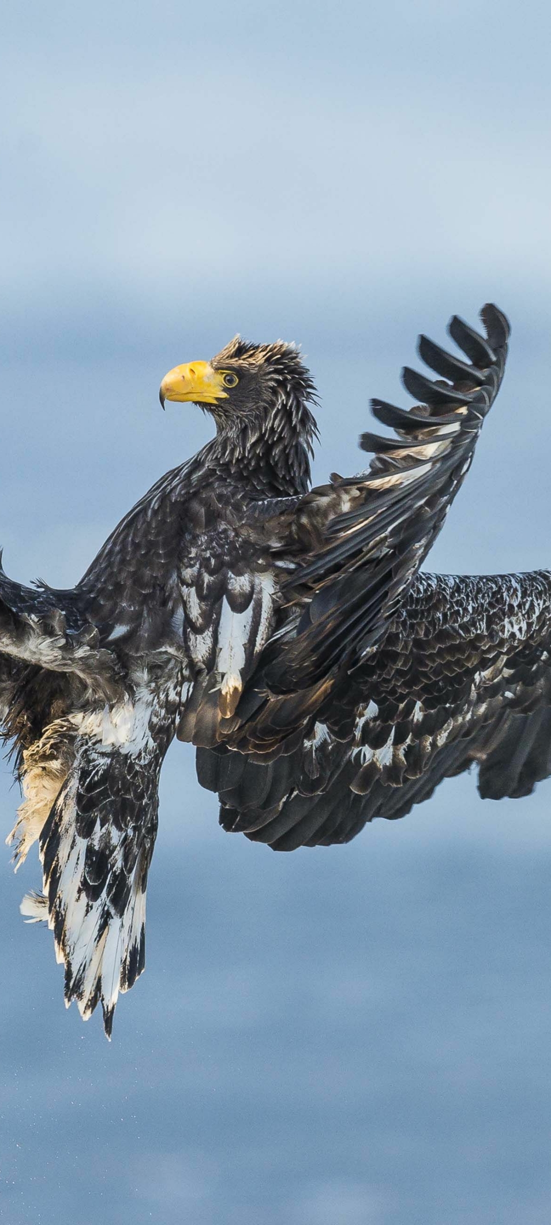 Téléchargez des papiers peints mobile Animaux, Aigle, Des Oiseaux gratuitement.