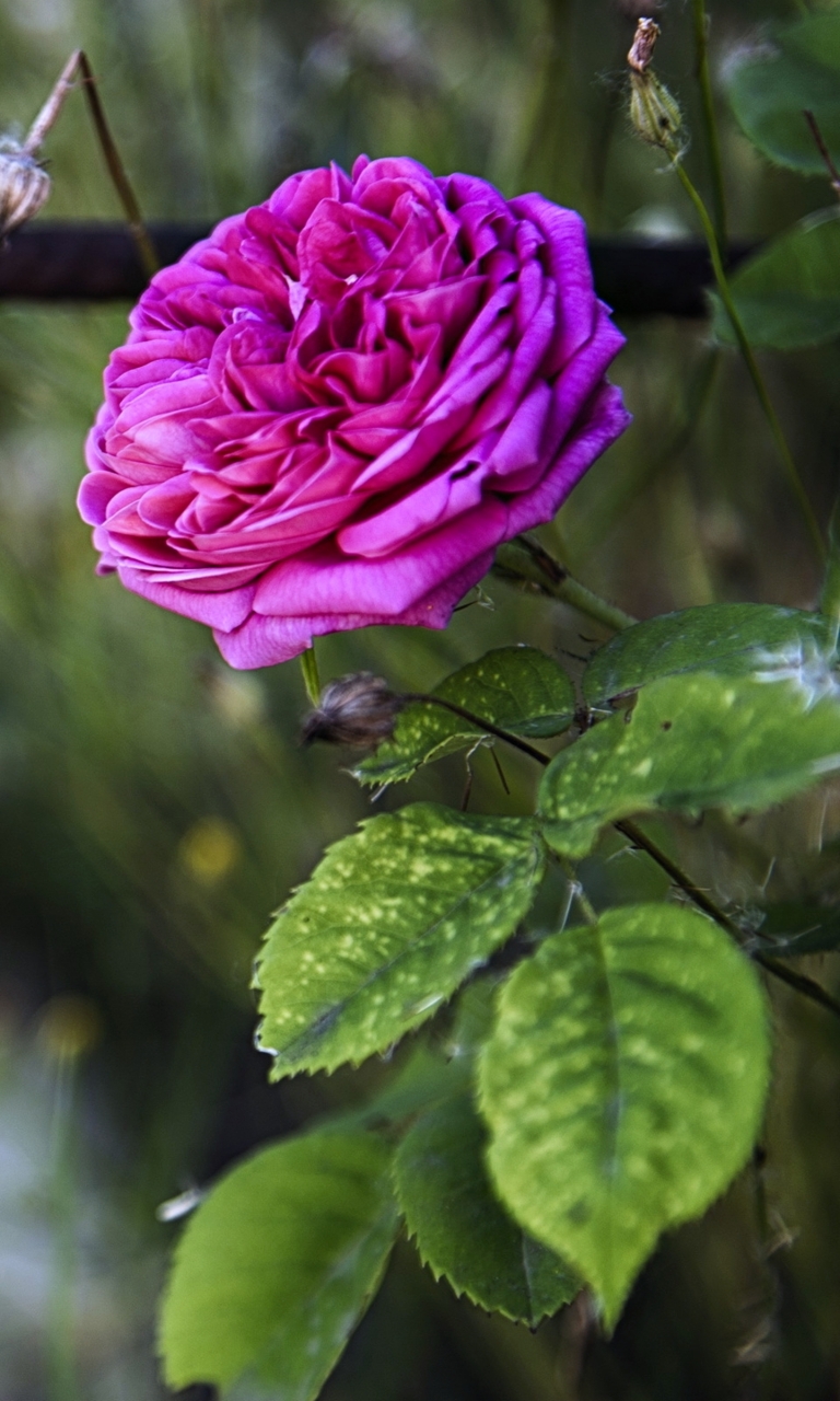 Download mobile wallpaper Flowers, Flower, Rose, Earth, Spring, Pink Rose for free.