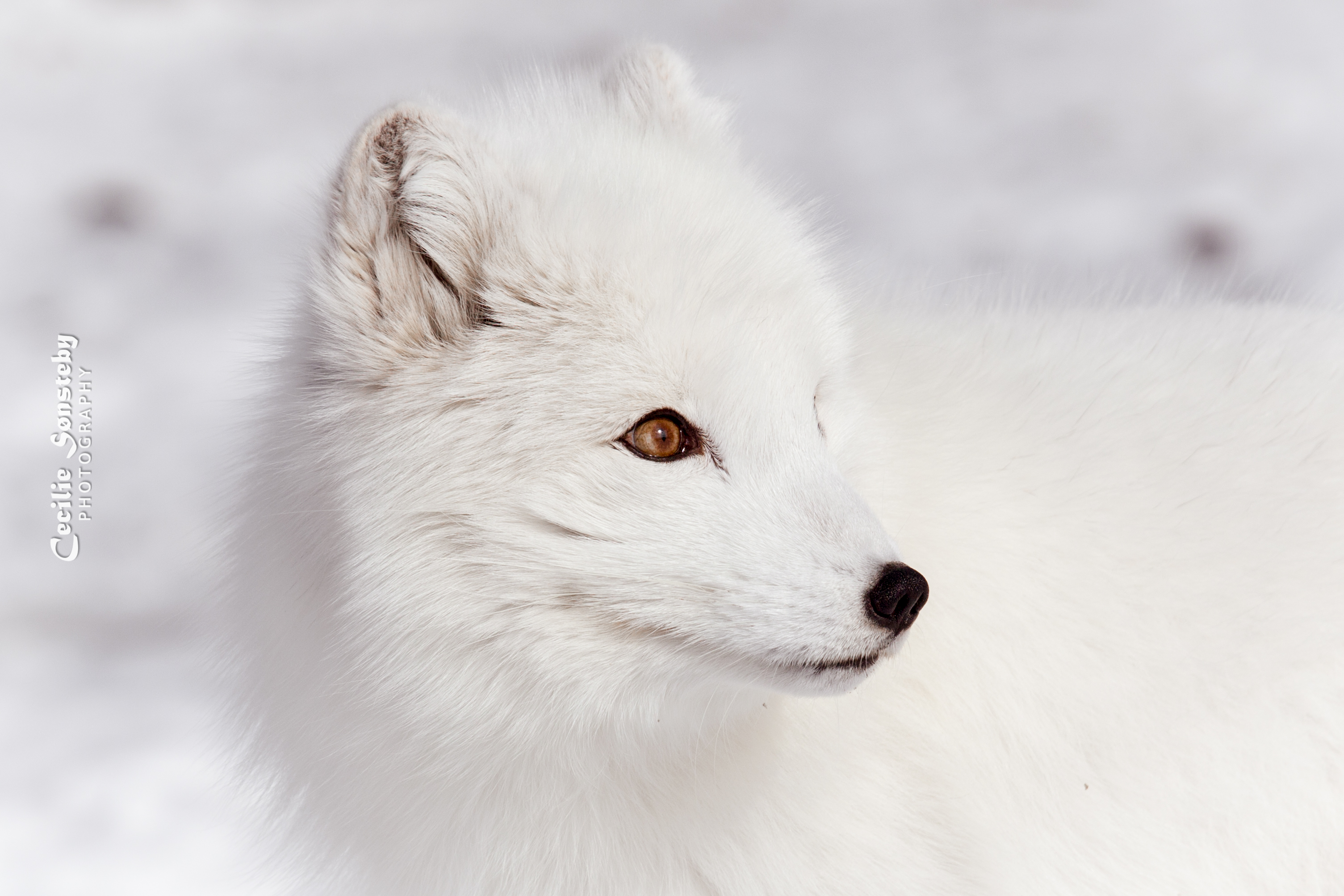 Download mobile wallpaper Dogs, Animal, Arctic Fox, Face for free.