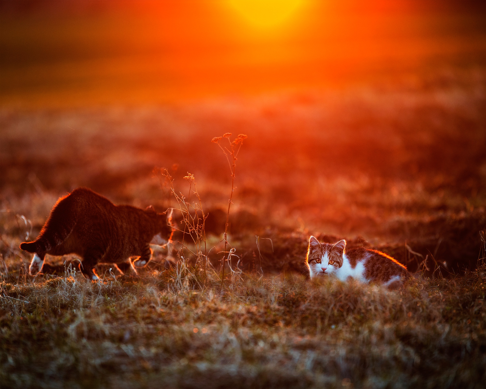 Download mobile wallpaper Cats, Sunset, Cat, Animal for free.