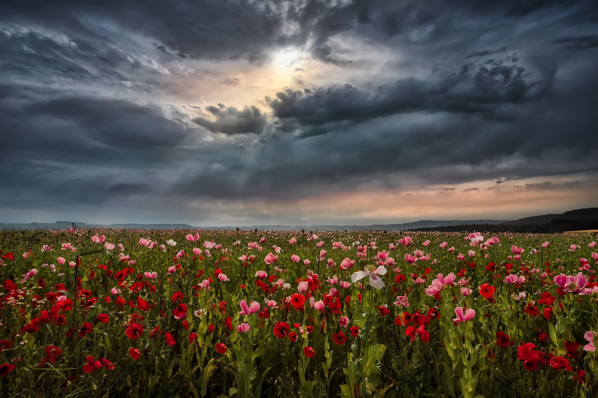 Download mobile wallpaper Nature, Flowers, Summer, Flower, Earth, Field, Cloud, Poppy, Red Flower, Pink Flower for free.