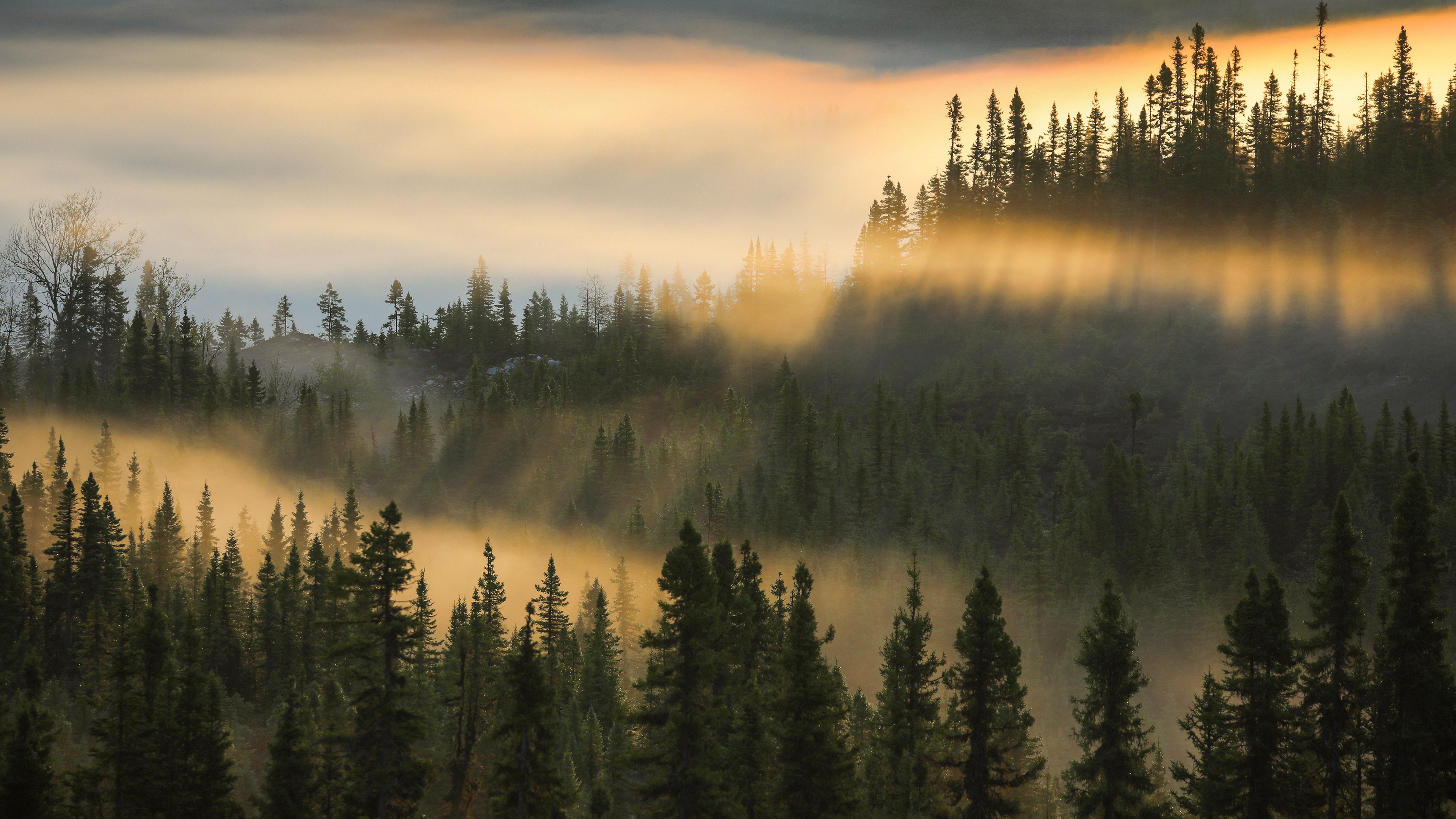 Скачать обои бесплатно Лес, Туман, Ель, Утро, Земля/природа картинка на рабочий стол ПК