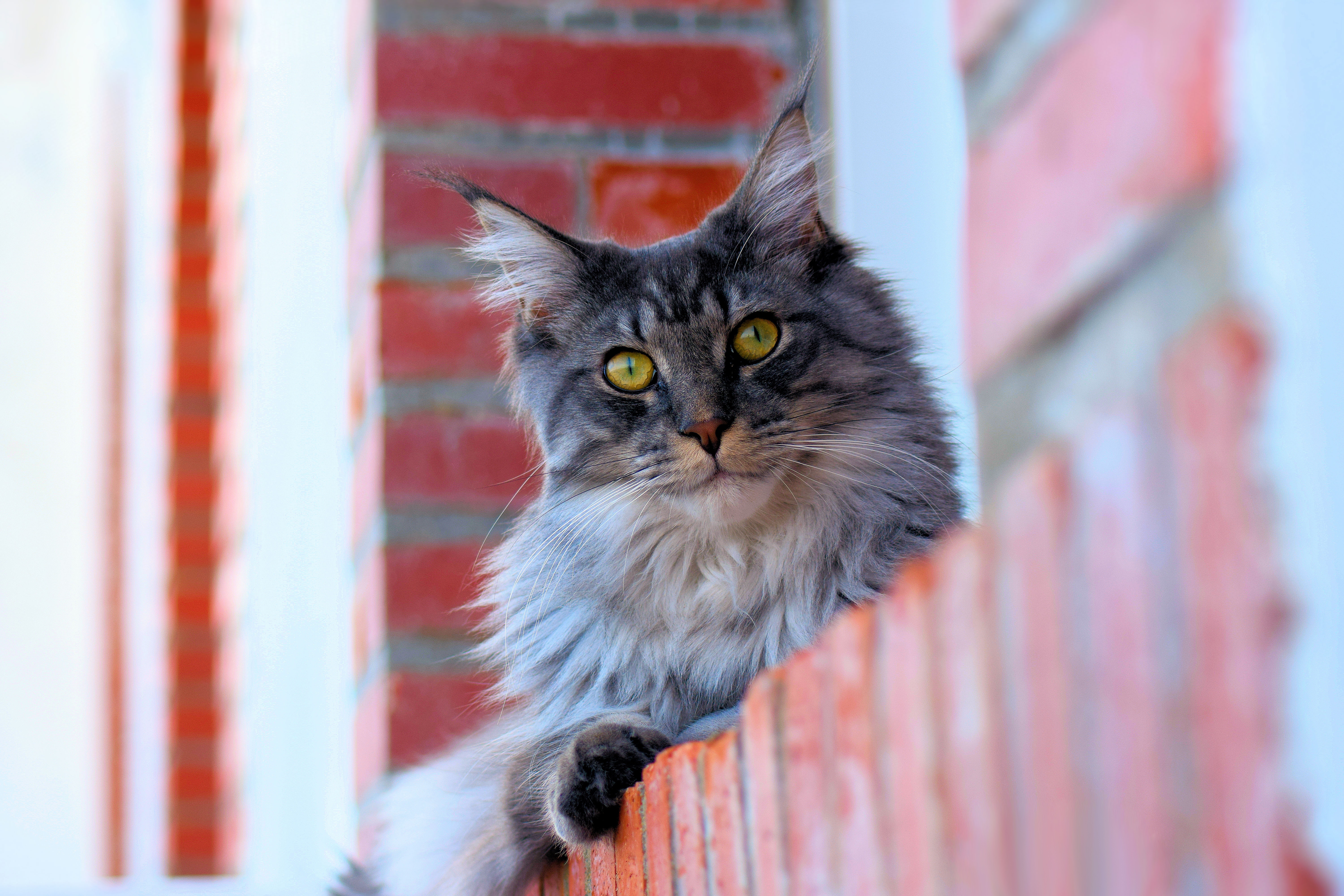 Free download wallpaper Cats, Animal, Maine Coon on your PC desktop