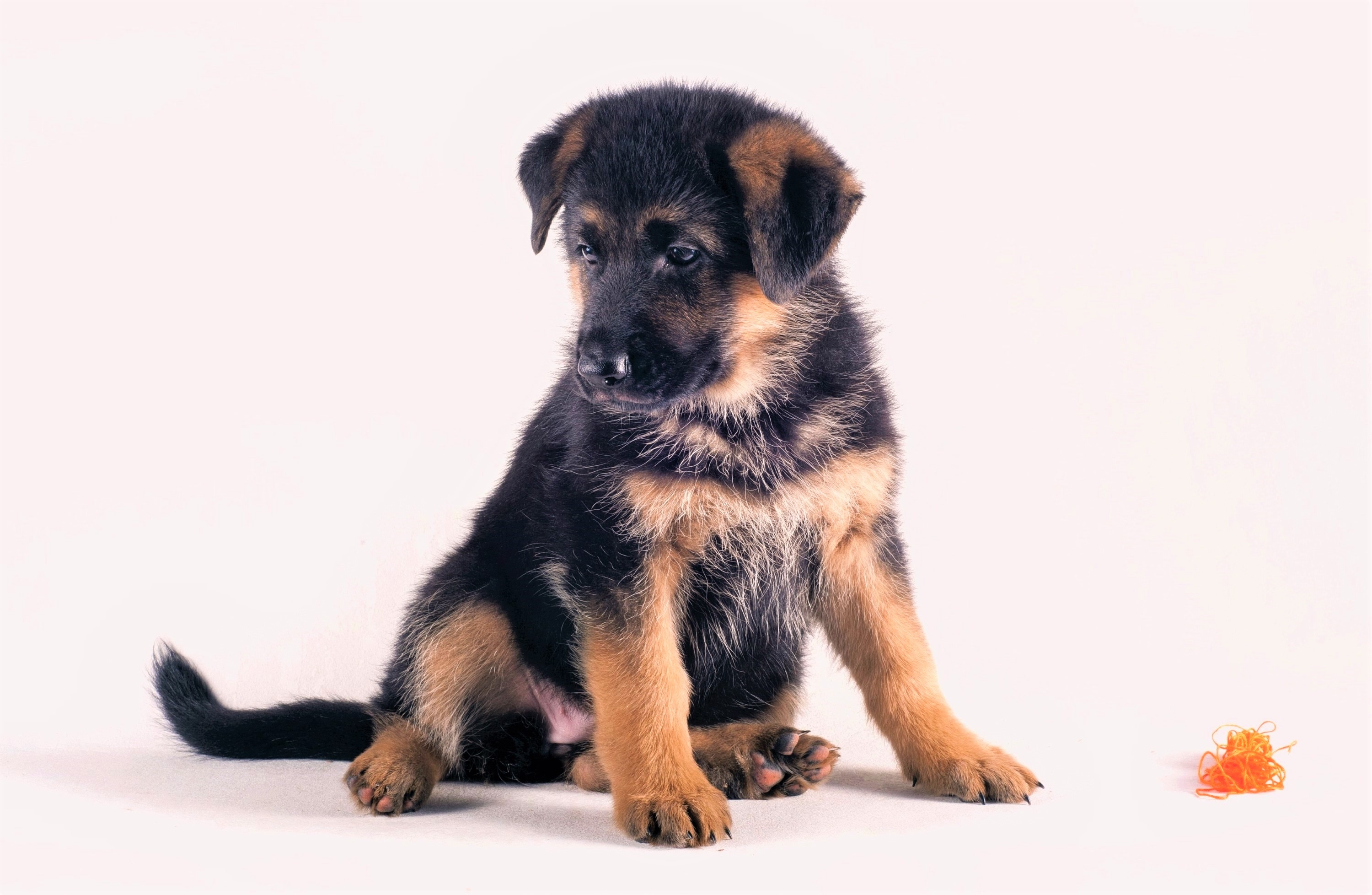 Download mobile wallpaper Dogs, Dog, Animal, Puppy, Cute, German Shepherd, Baby Animal for free.