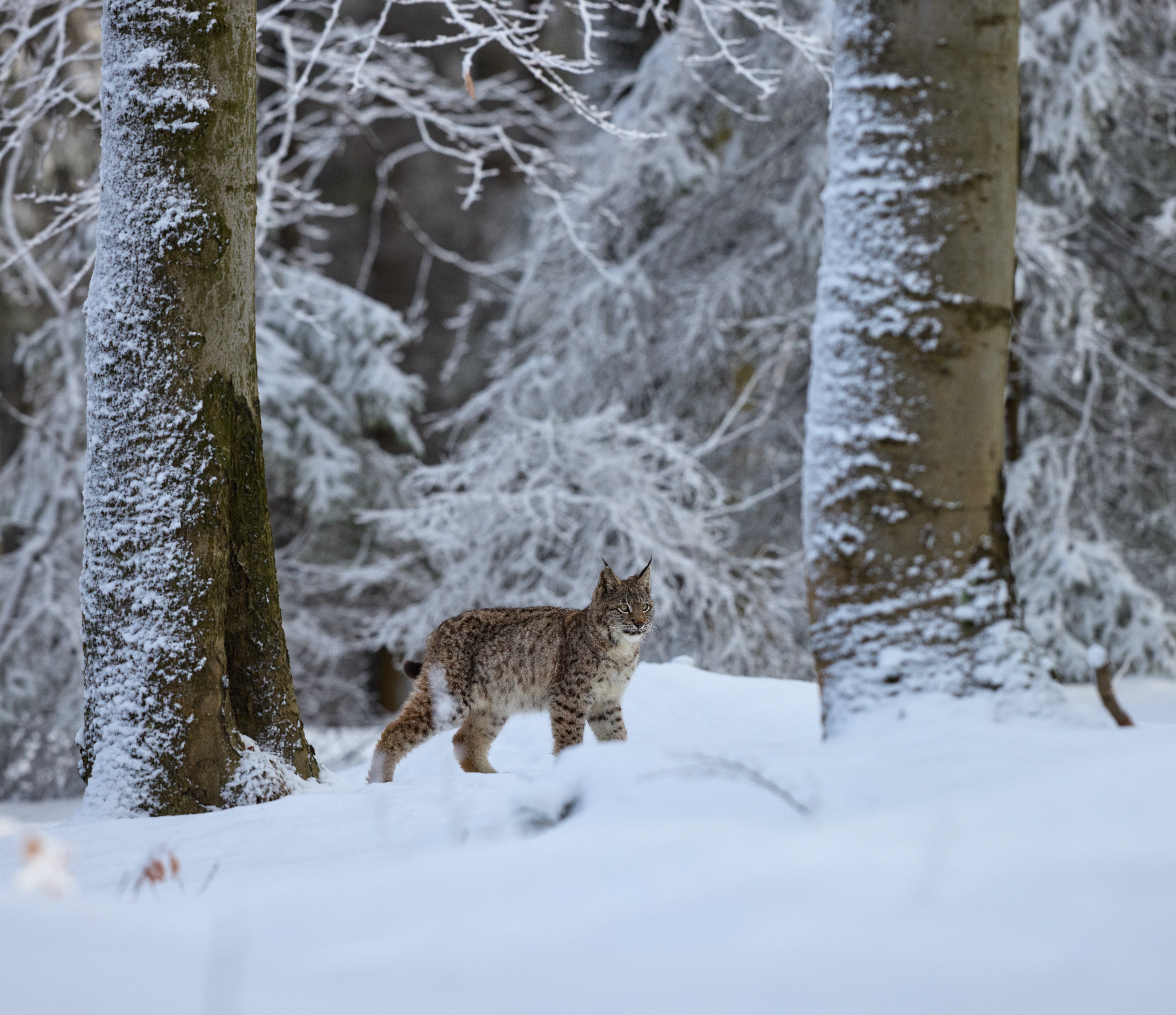 Free download wallpaper Animals, Winter, Snow, Iris, Animal, Big Cat, Wildlife on your PC desktop