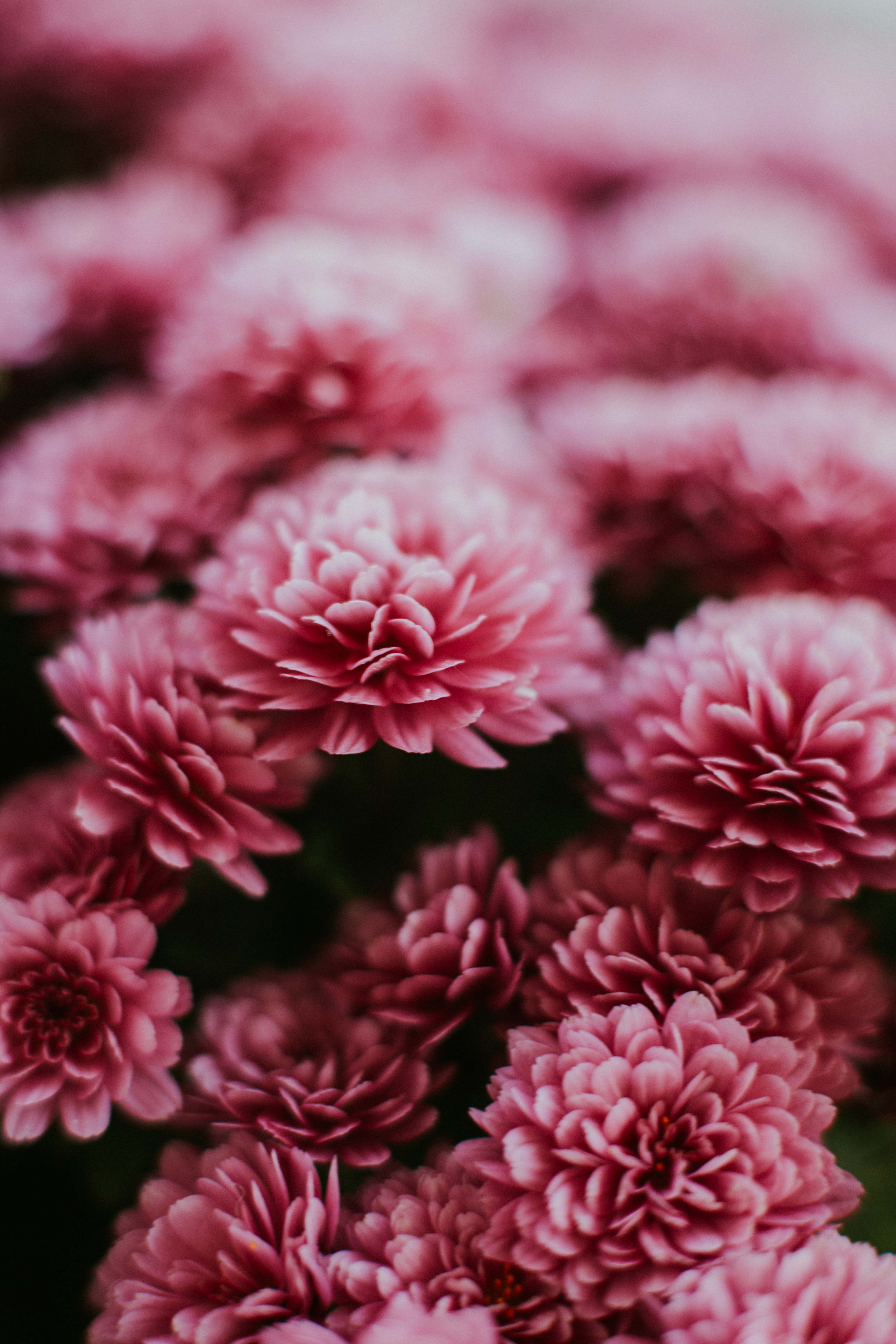 70123 Hintergrundbild herunterladen blumen, rosa, chrysantheme, makro - Bildschirmschoner und Bilder kostenlos