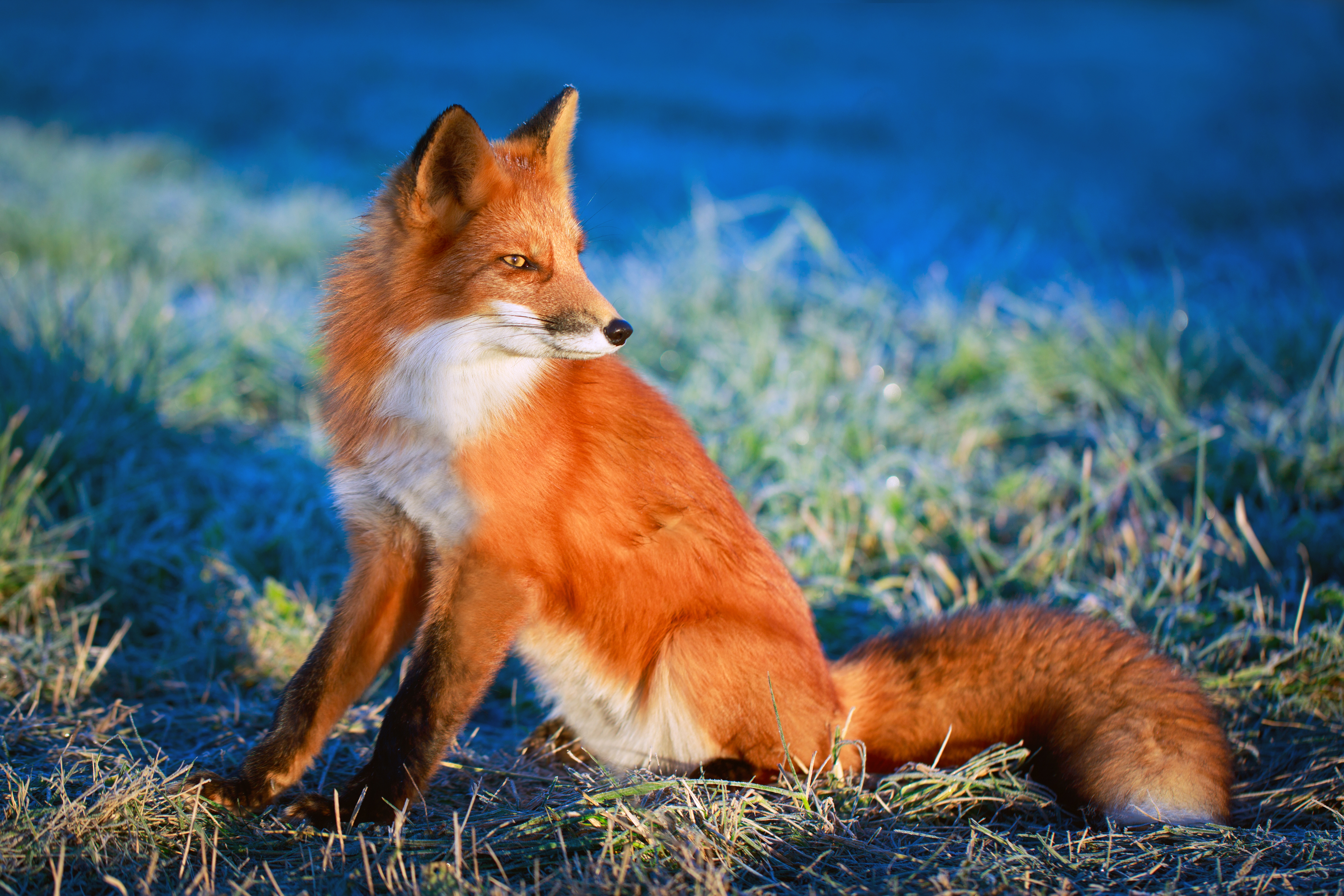 Handy-Wallpaper Tiere, Fuchs kostenlos herunterladen.