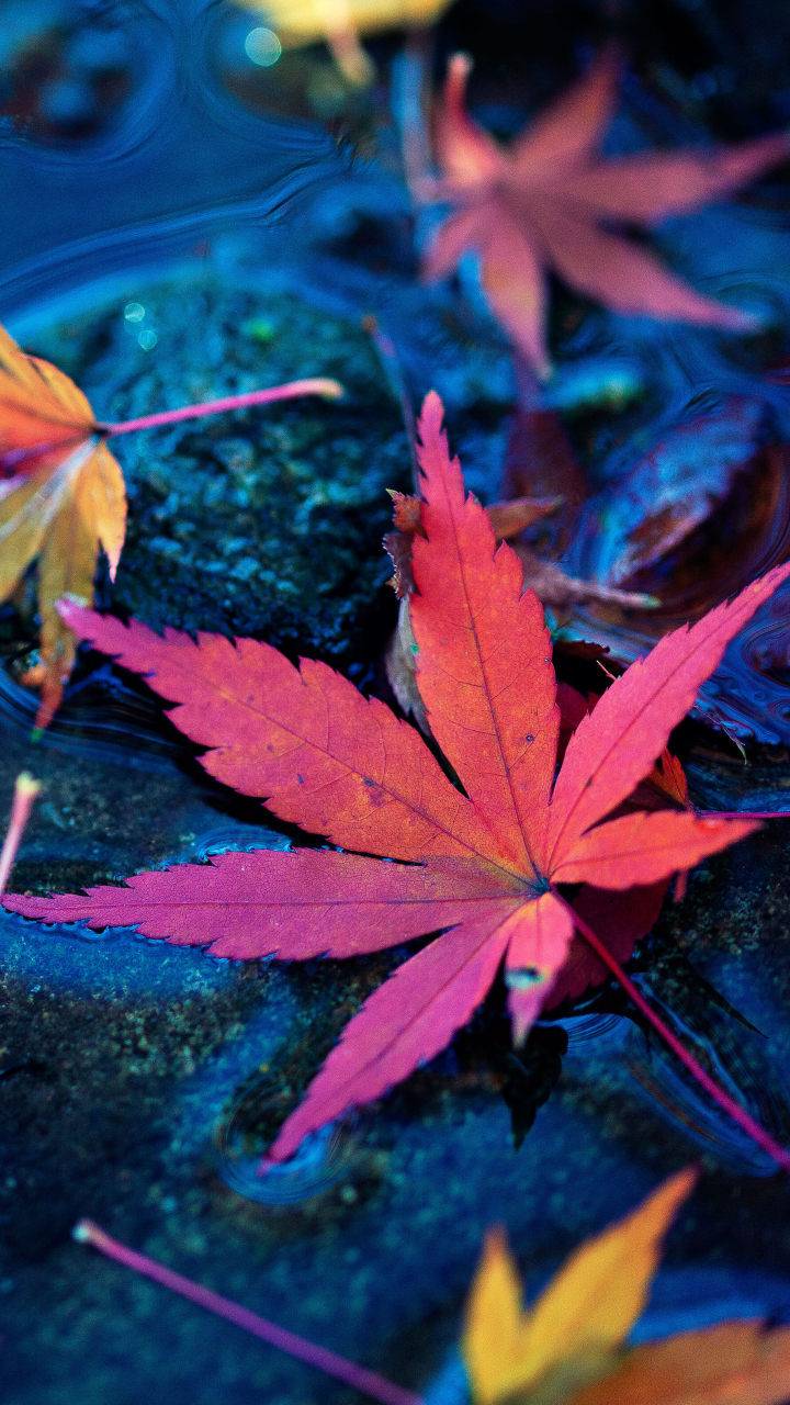 Download mobile wallpaper Water, Leaf, Earth, Maple Leaf for free.