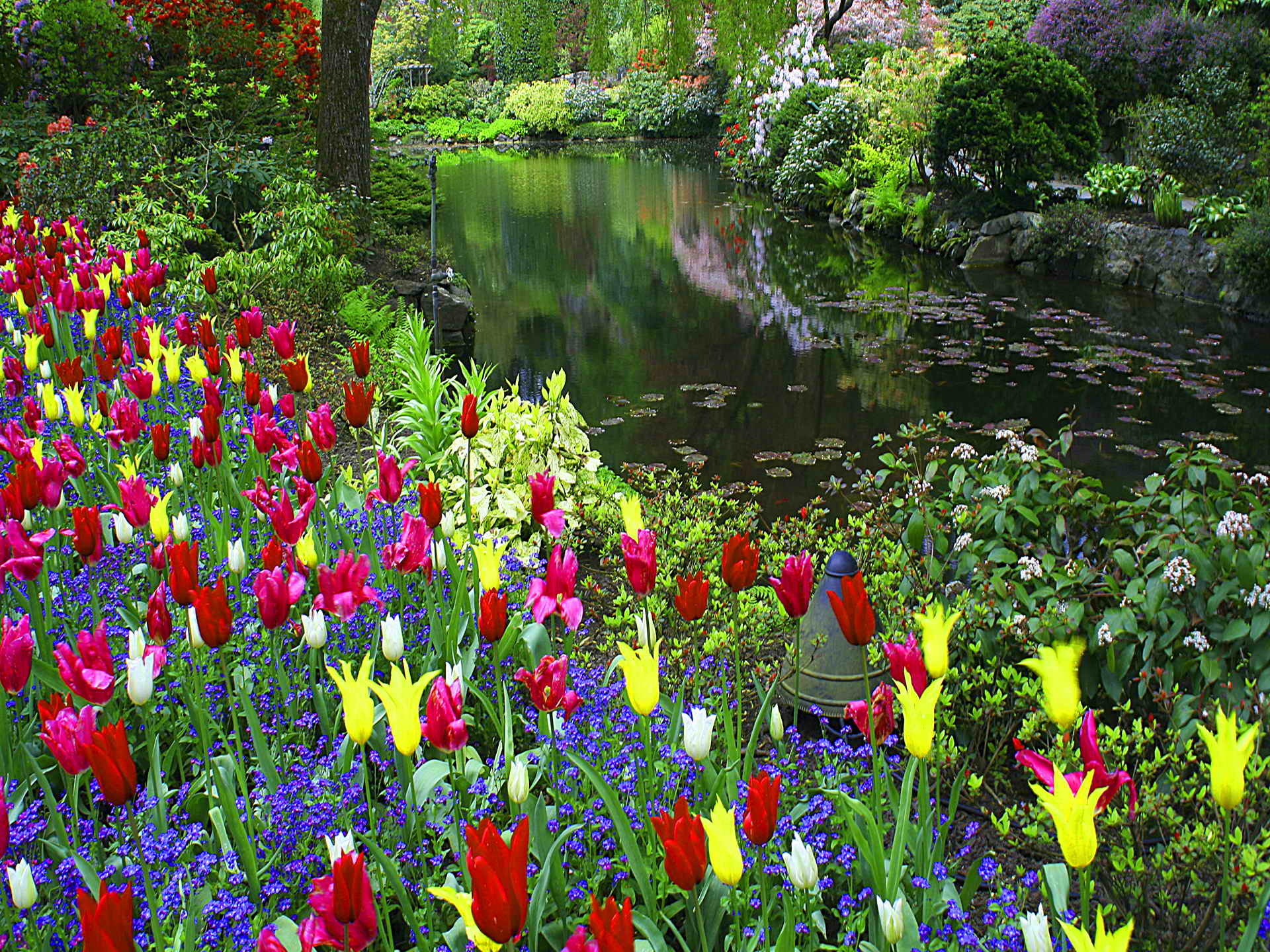 Download mobile wallpaper Park, Tree, Earth, Garden, Pond, Spring, Tulip for free.