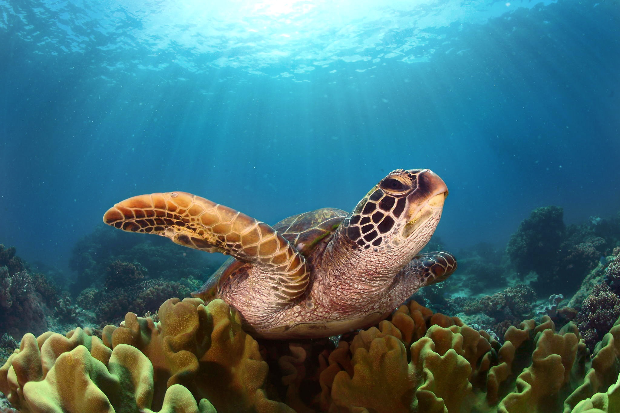 Handy-Wallpaper Tiere, Koralle, Unterwasser, Schildkröte, Schildkröten, Sonnenstrahl, Seeleben kostenlos herunterladen.