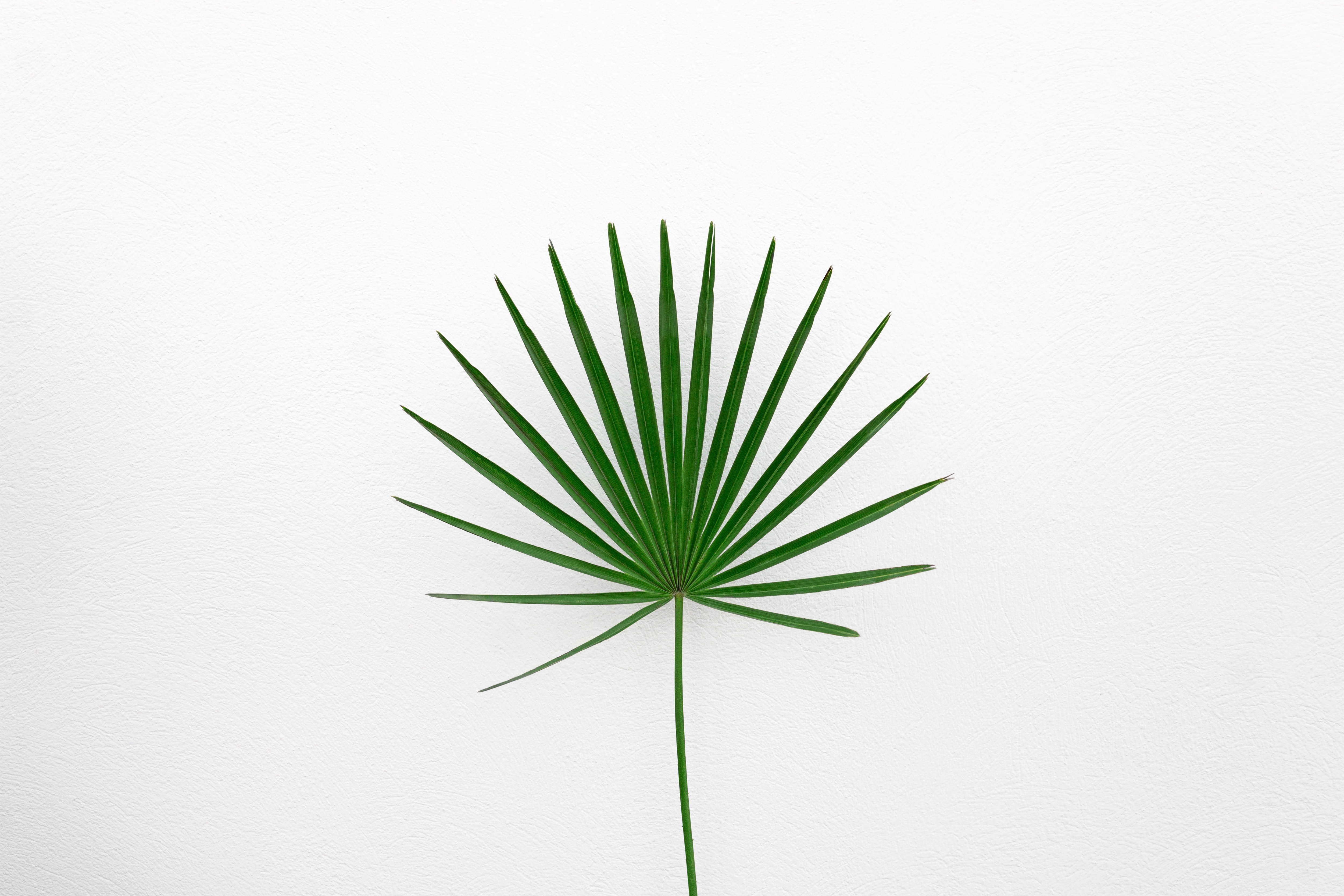 140212 скачать картинку белый, минимализм, лист, растение, зеленый - обои и заставки бесплатно
