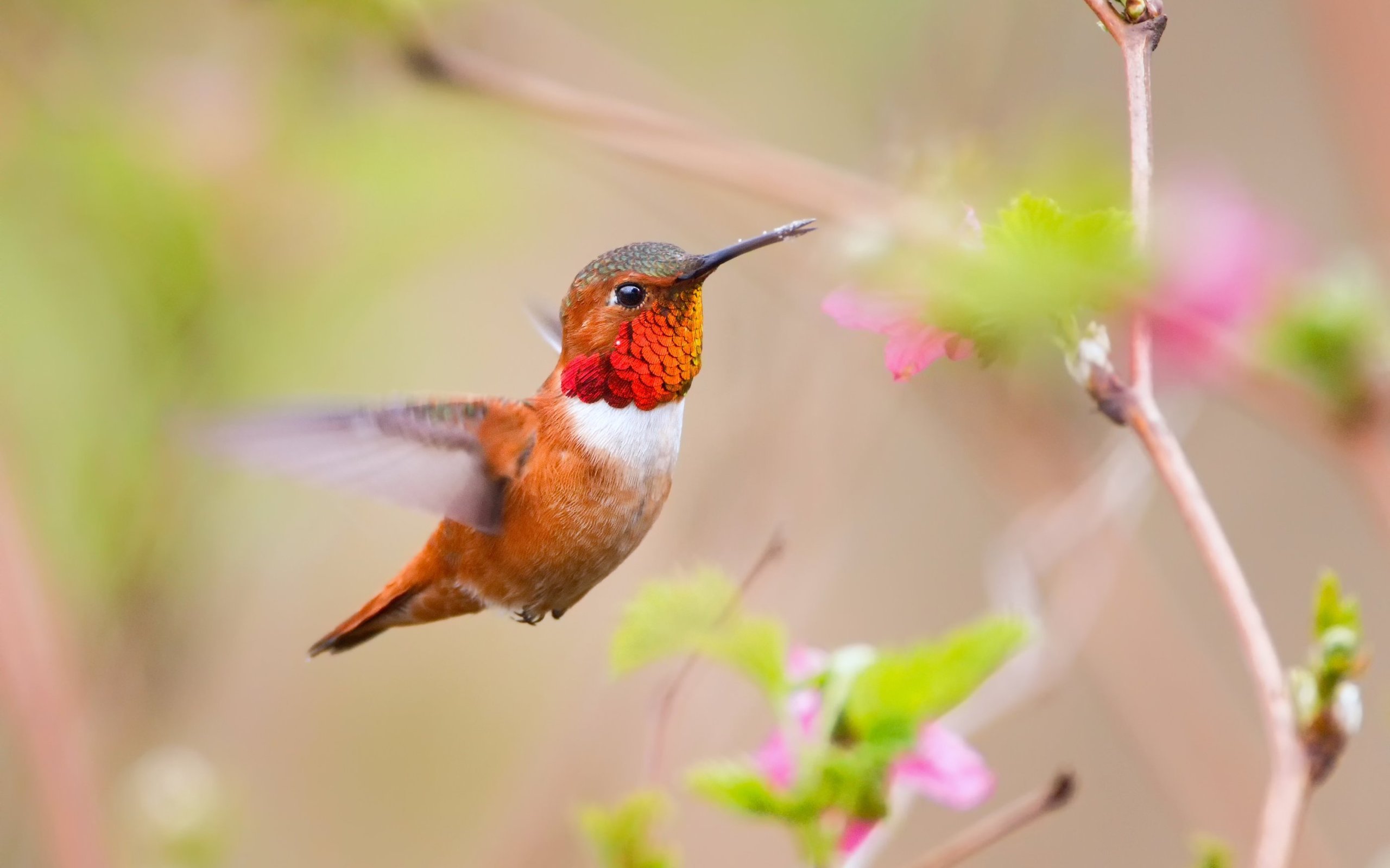 187051 descargar fondo de pantalla animales, colibrí, ave, aves: protectores de pantalla e imágenes gratis