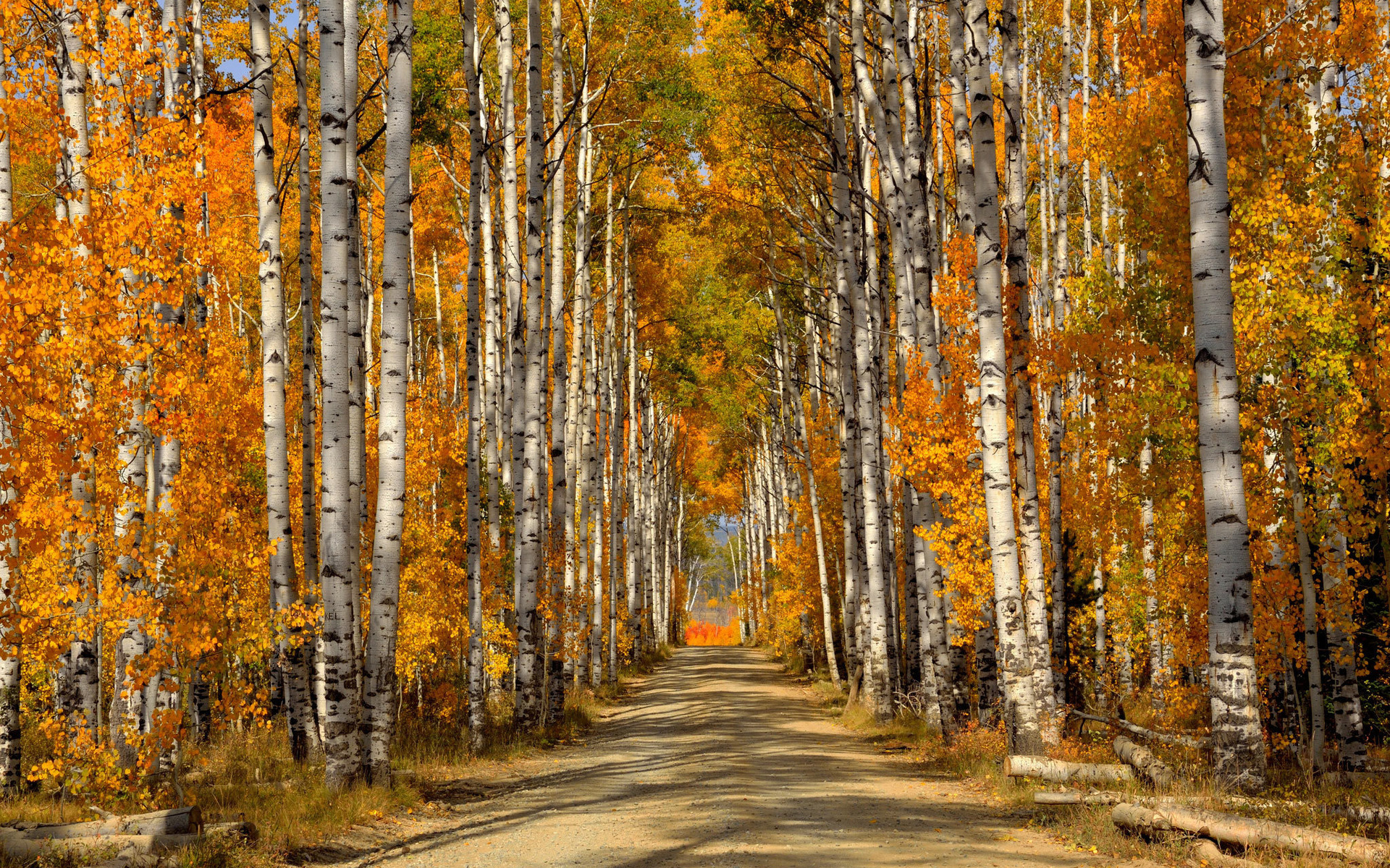 Download mobile wallpaper Road, Forest, Fall, Colorful, Birch, Man Made, Dirt Road for free.