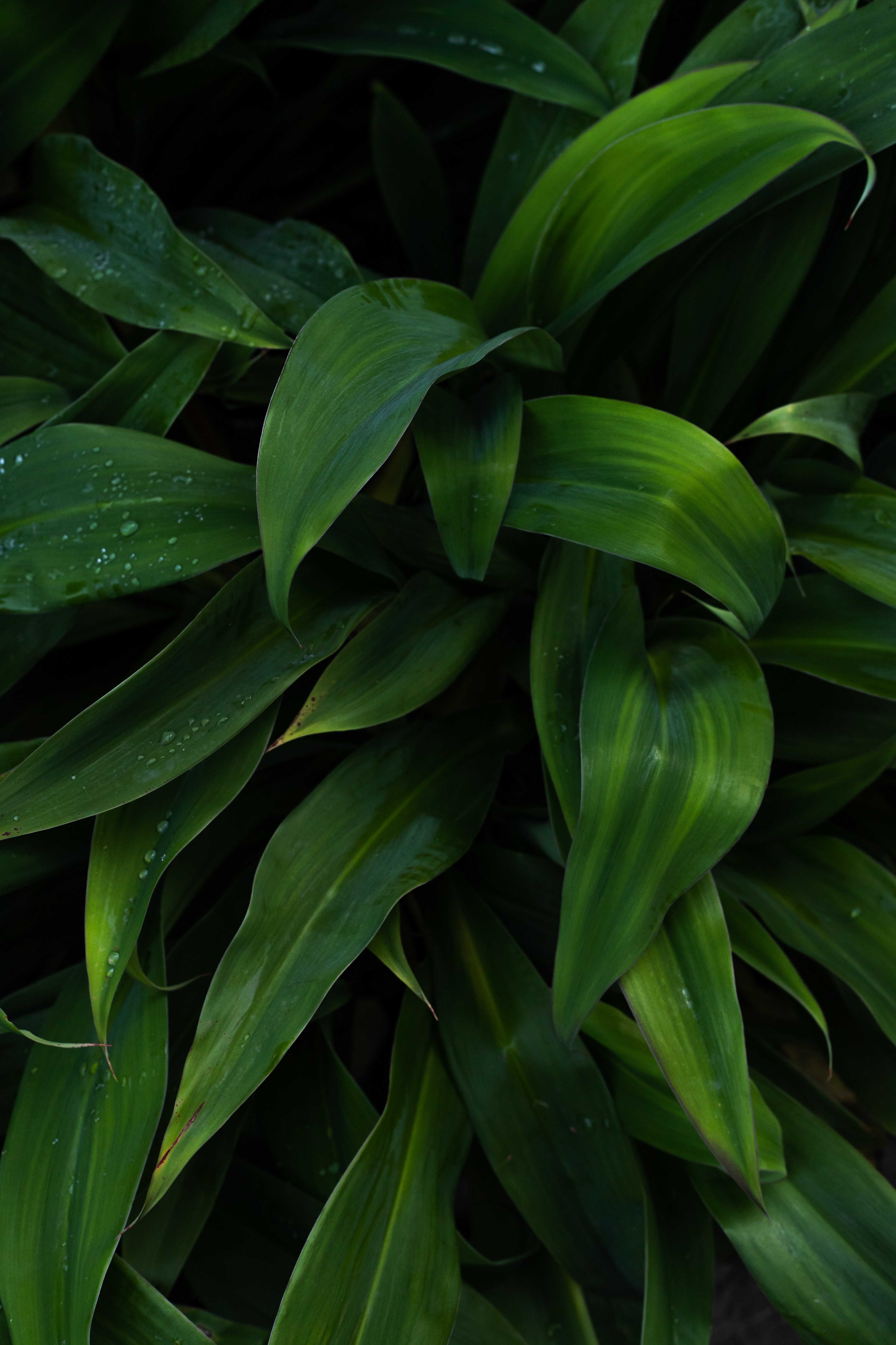 Laden Sie das Natur, Blätter, Drops, Pflanze, Nass-Bild kostenlos auf Ihren PC-Desktop herunter