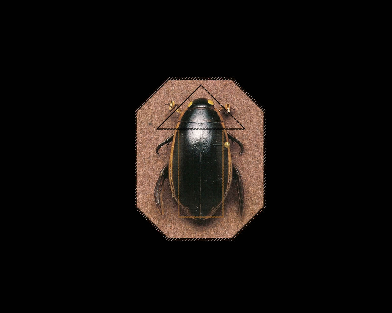 1512919 Hintergrundbild herunterladen tiere, käfer, insekt - Bildschirmschoner und Bilder kostenlos