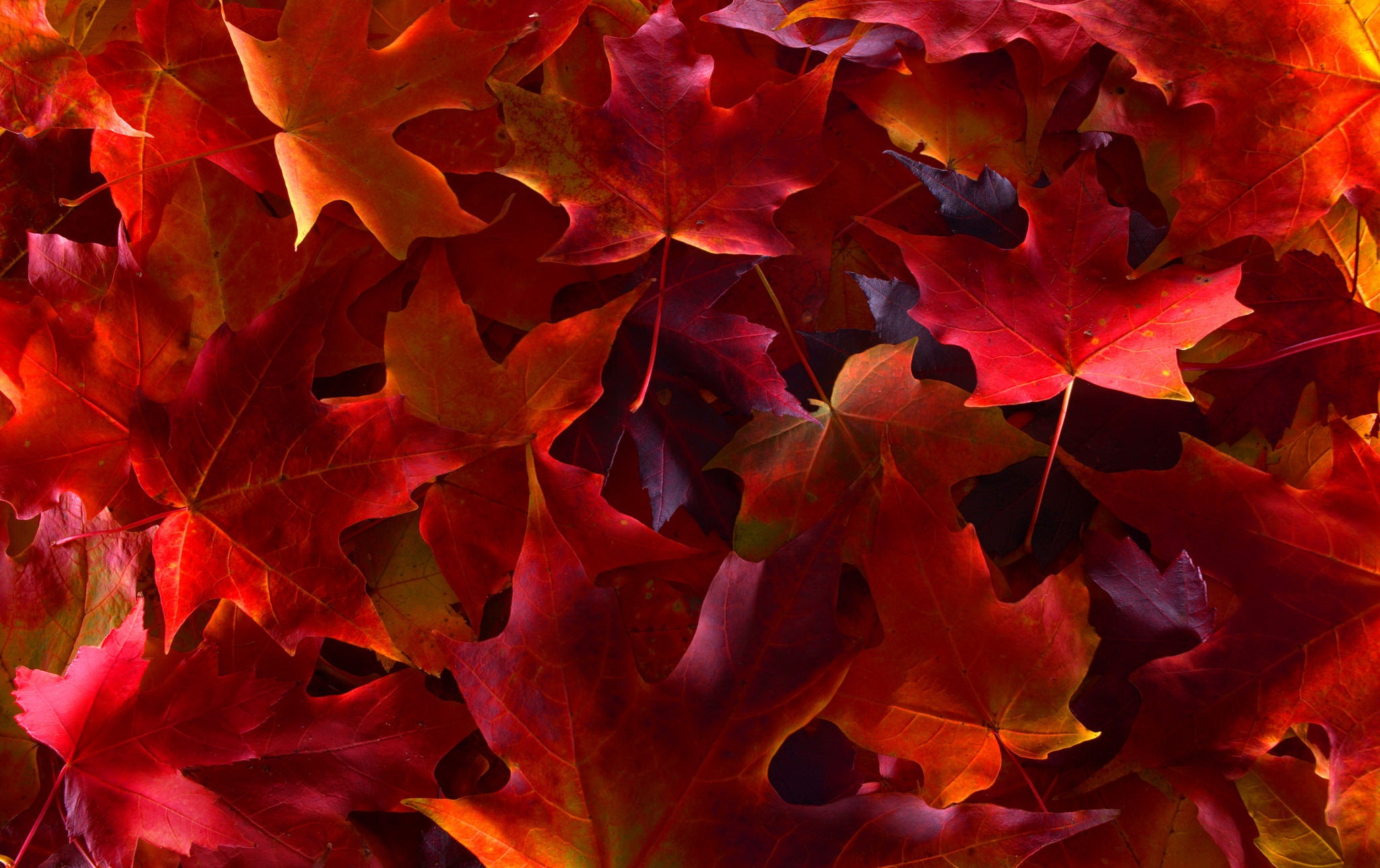 Download mobile wallpaper Close Up, Leaf, Fall, Earth for free.