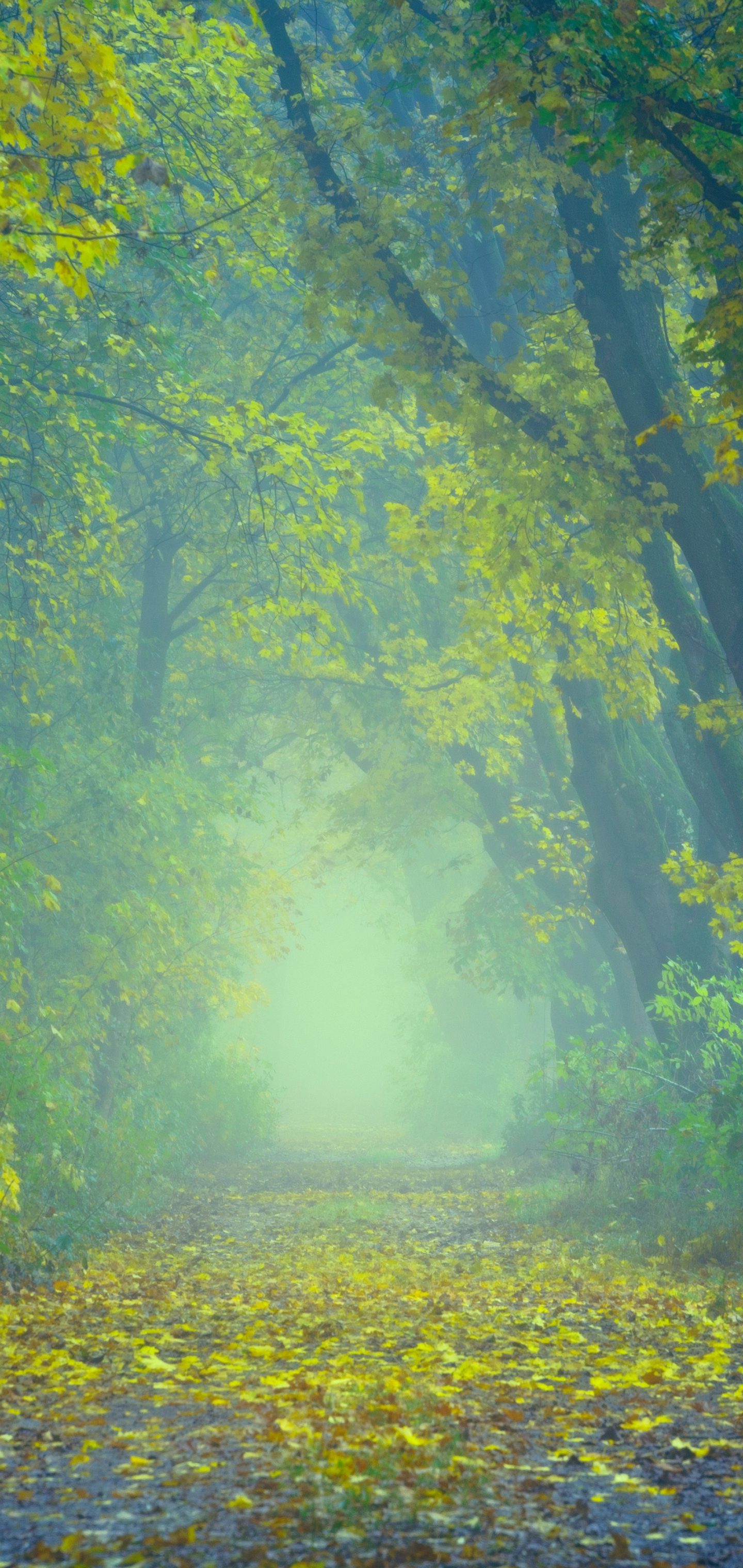 Baixar papel de parede para celular de Outono, Caminho, Floresta, Névoa, Cair, Terra/natureza, Neblina gratuito.