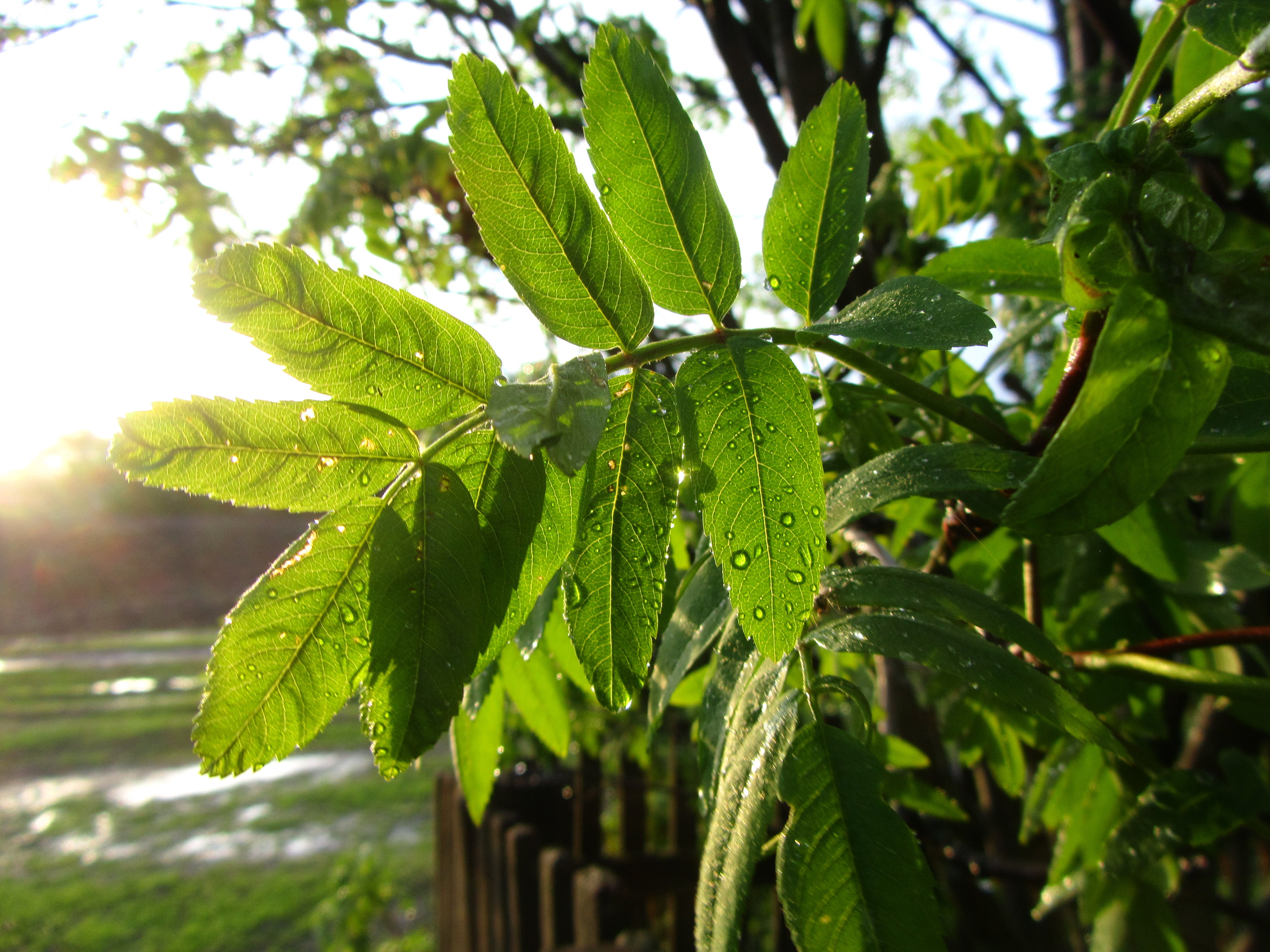 Handy-Wallpaper Blatt, Erde/natur kostenlos herunterladen.