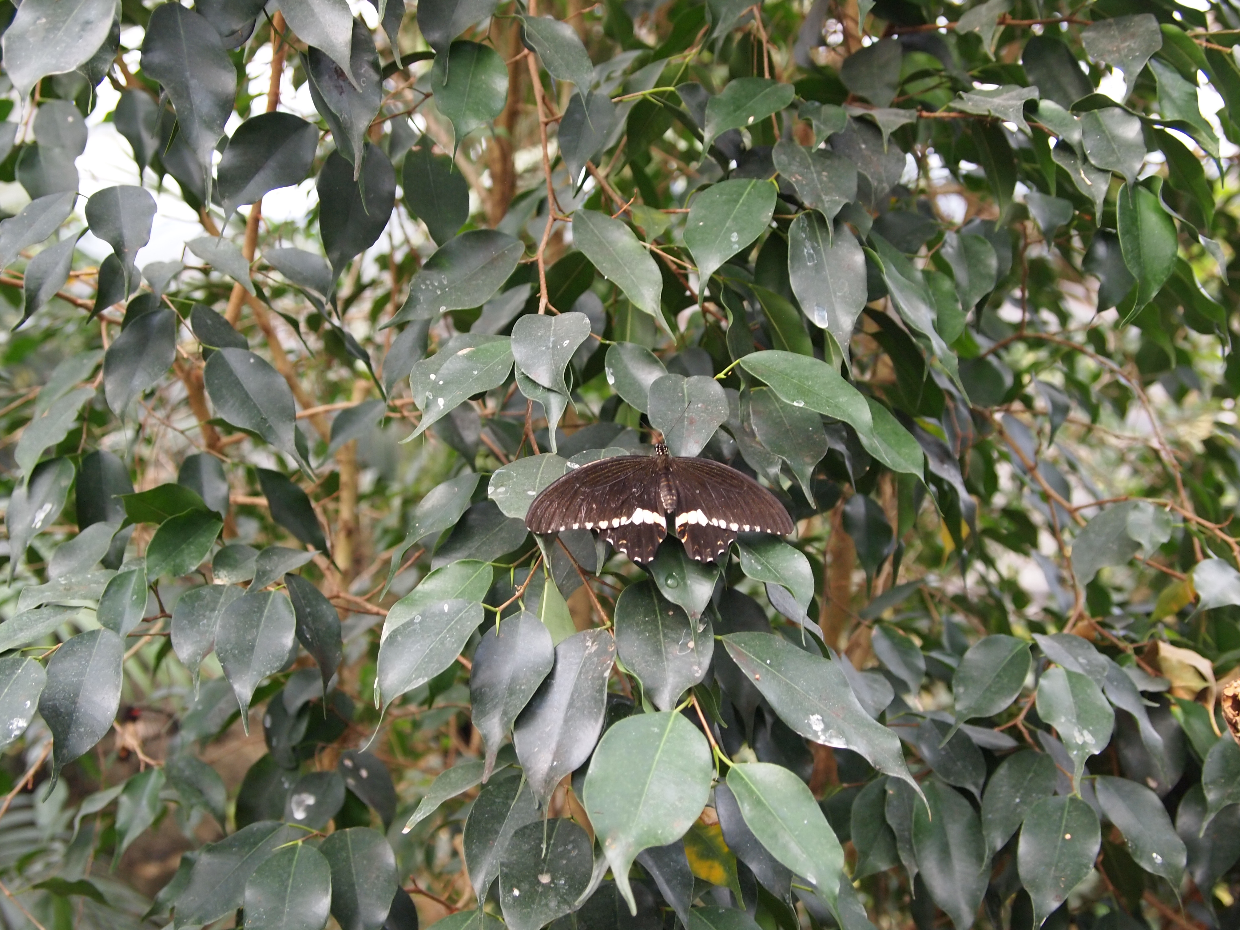 Free download wallpaper Butterfly, Animal on your PC desktop