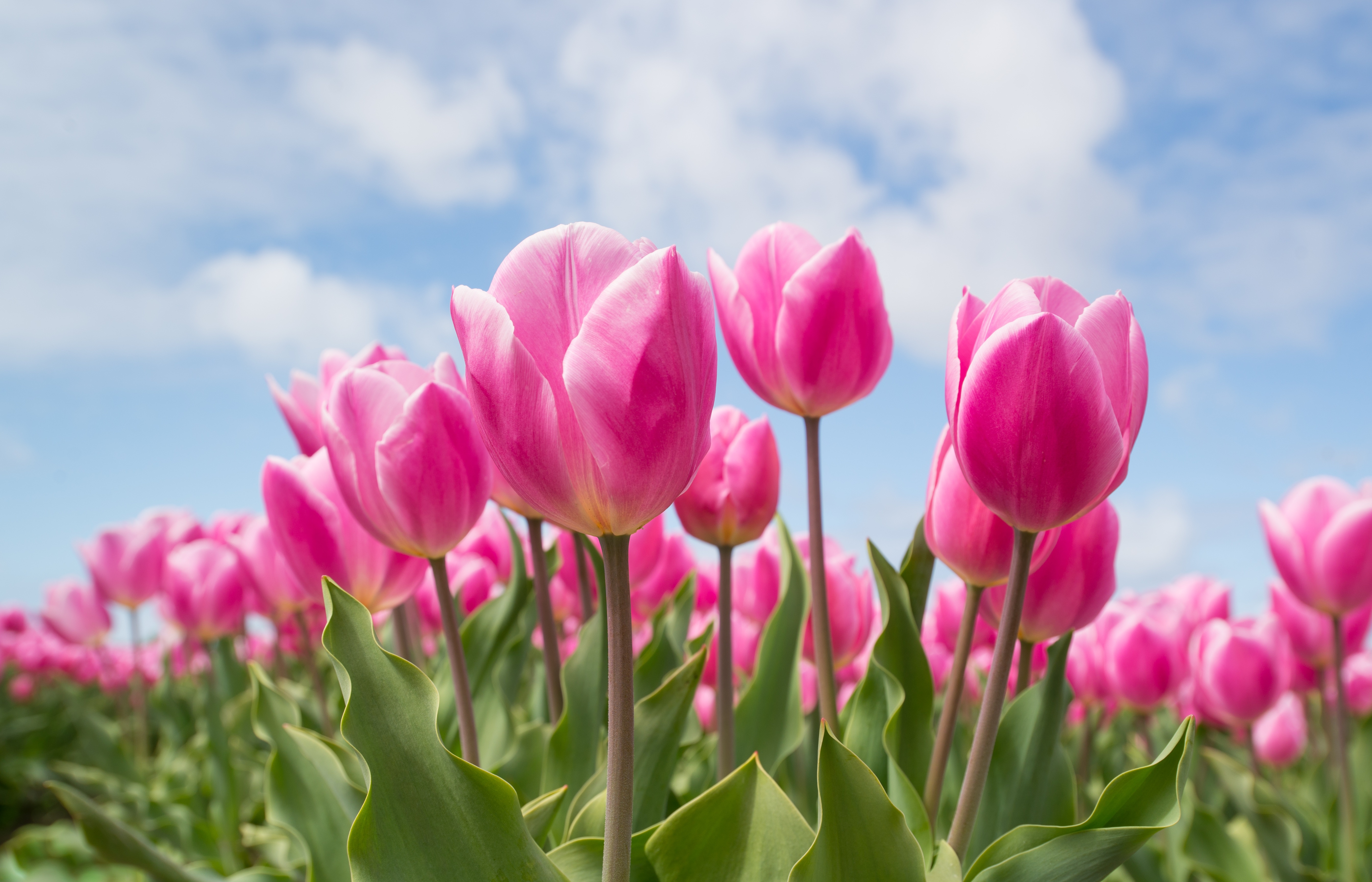 Free download wallpaper Nature, Flowers, Flower, Earth, Tulip, Pink Flower on your PC desktop