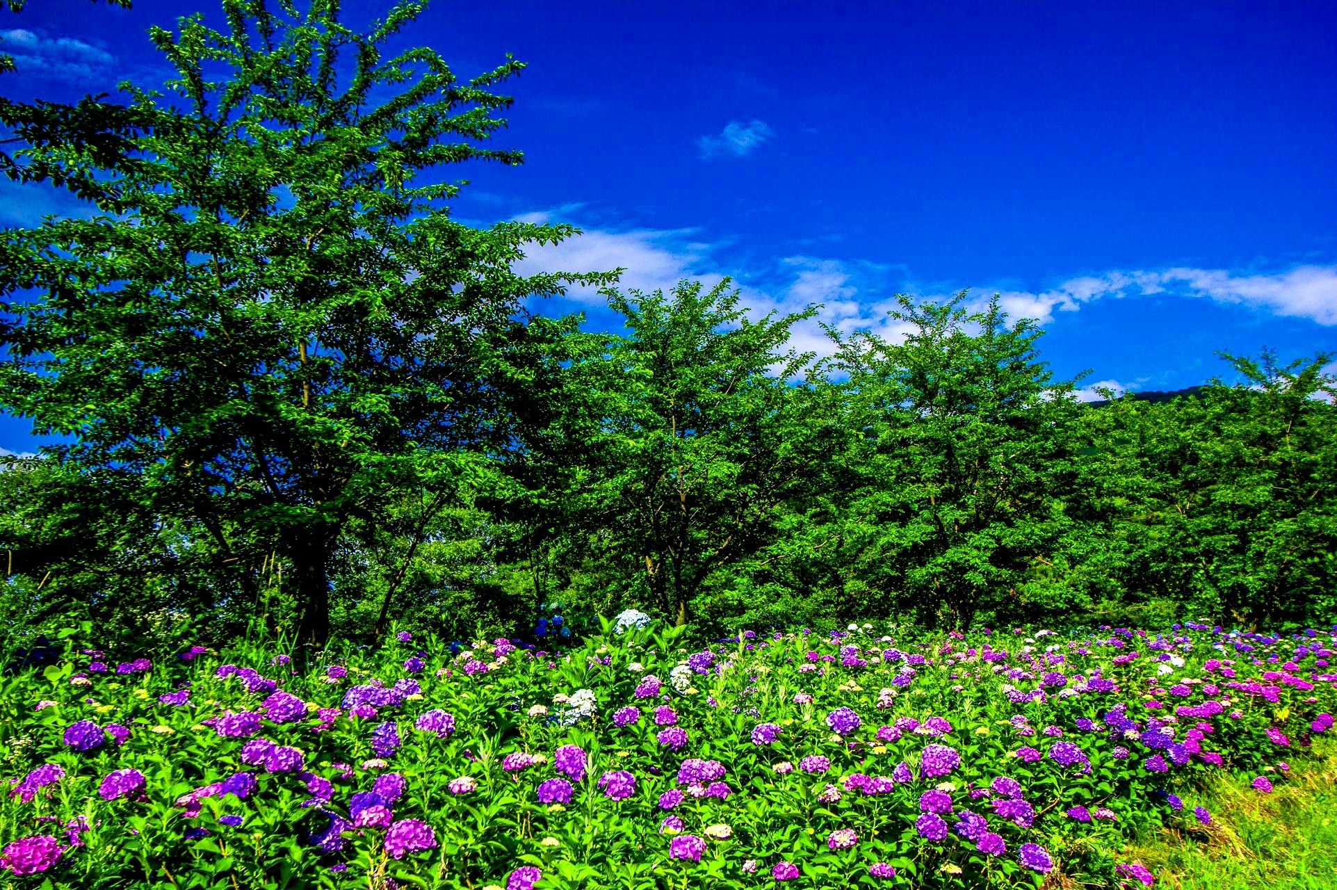 Laden Sie das Blume, Wald, Baum, Frühling, Lila Blume, Erde/natur-Bild kostenlos auf Ihren PC-Desktop herunter