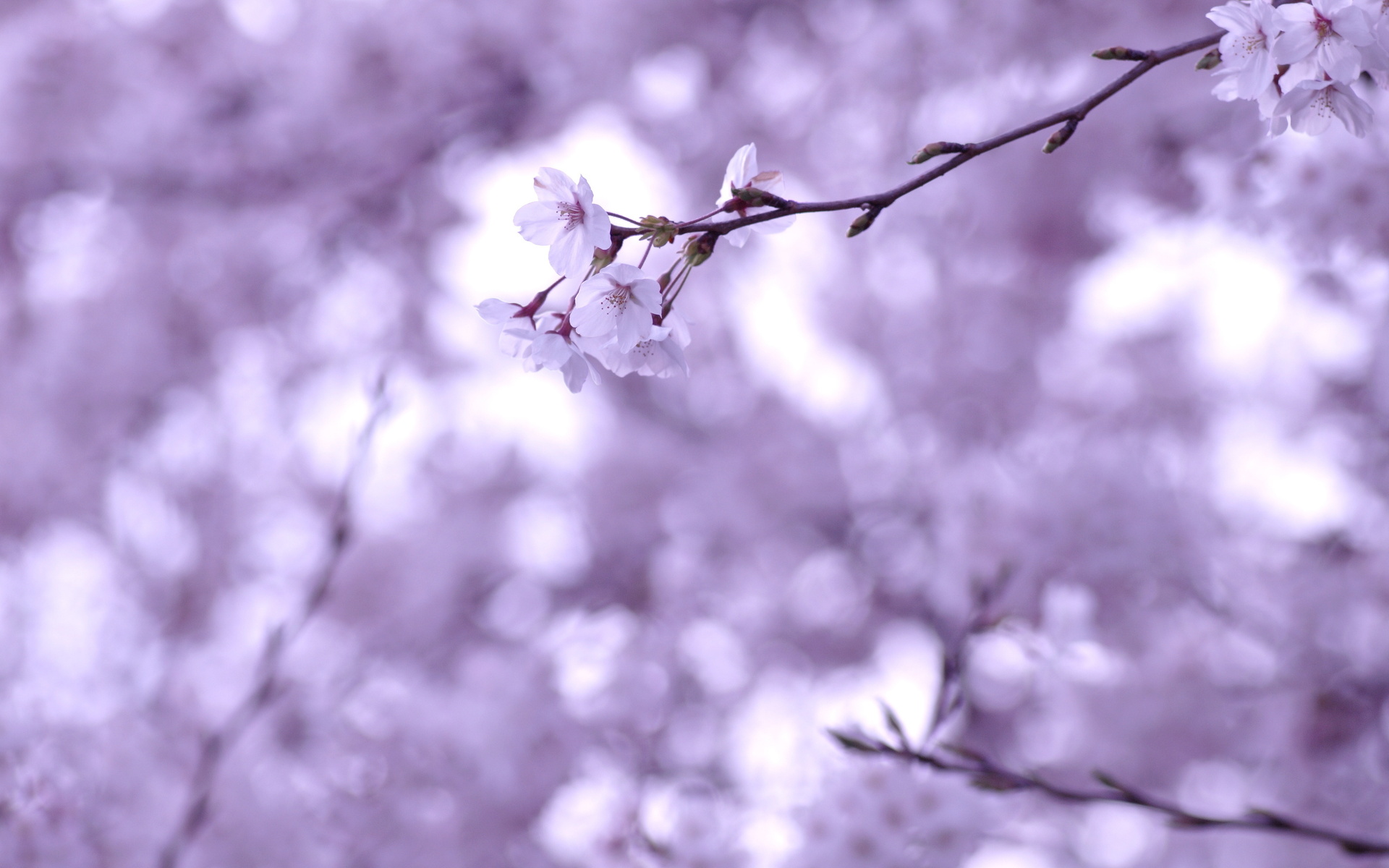 Free download wallpaper Flowers, Earth, Blossom on your PC desktop