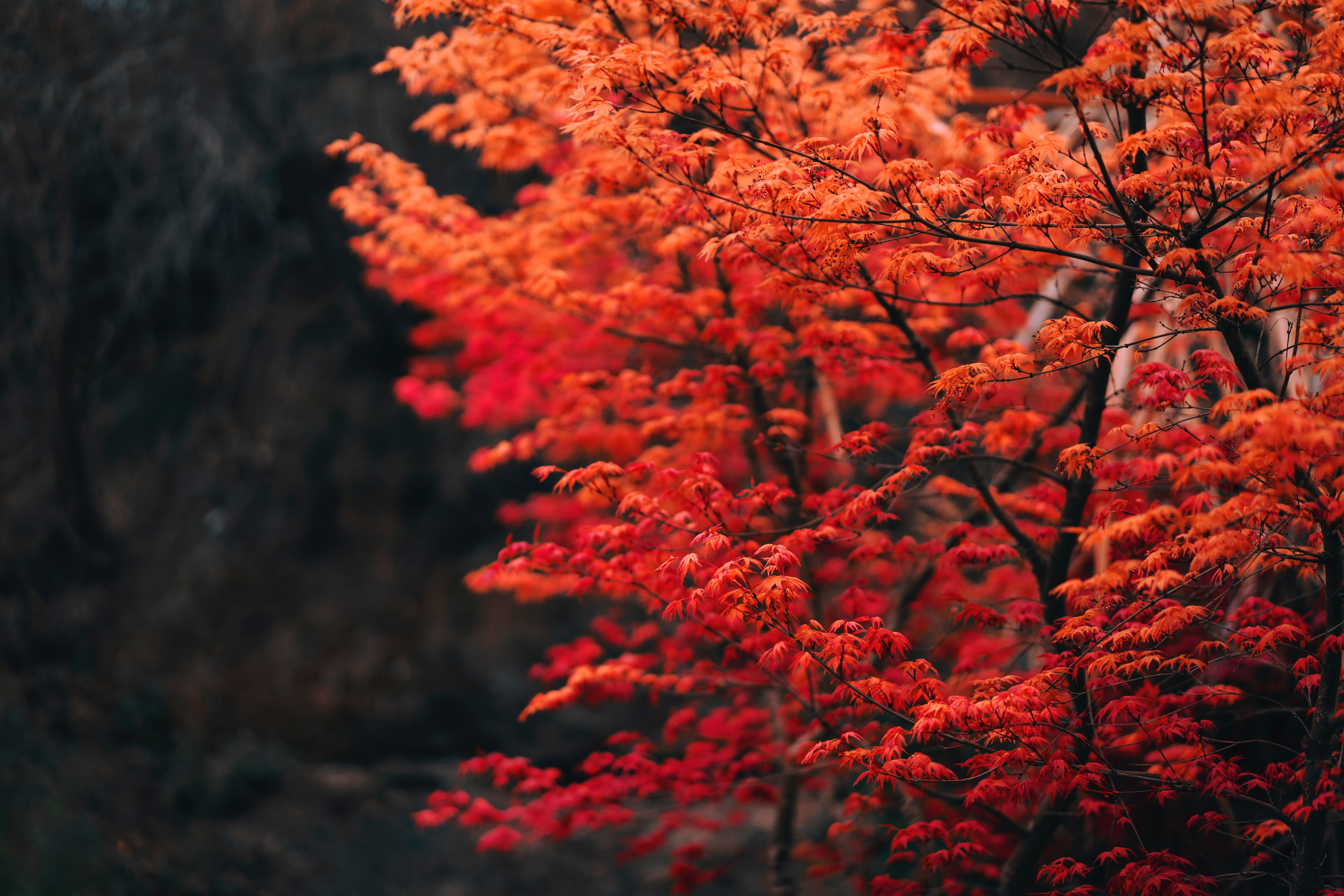 Скачать картинку Дерево, Природа, Ветки, Красный, Размытость, Листья в телефон бесплатно.