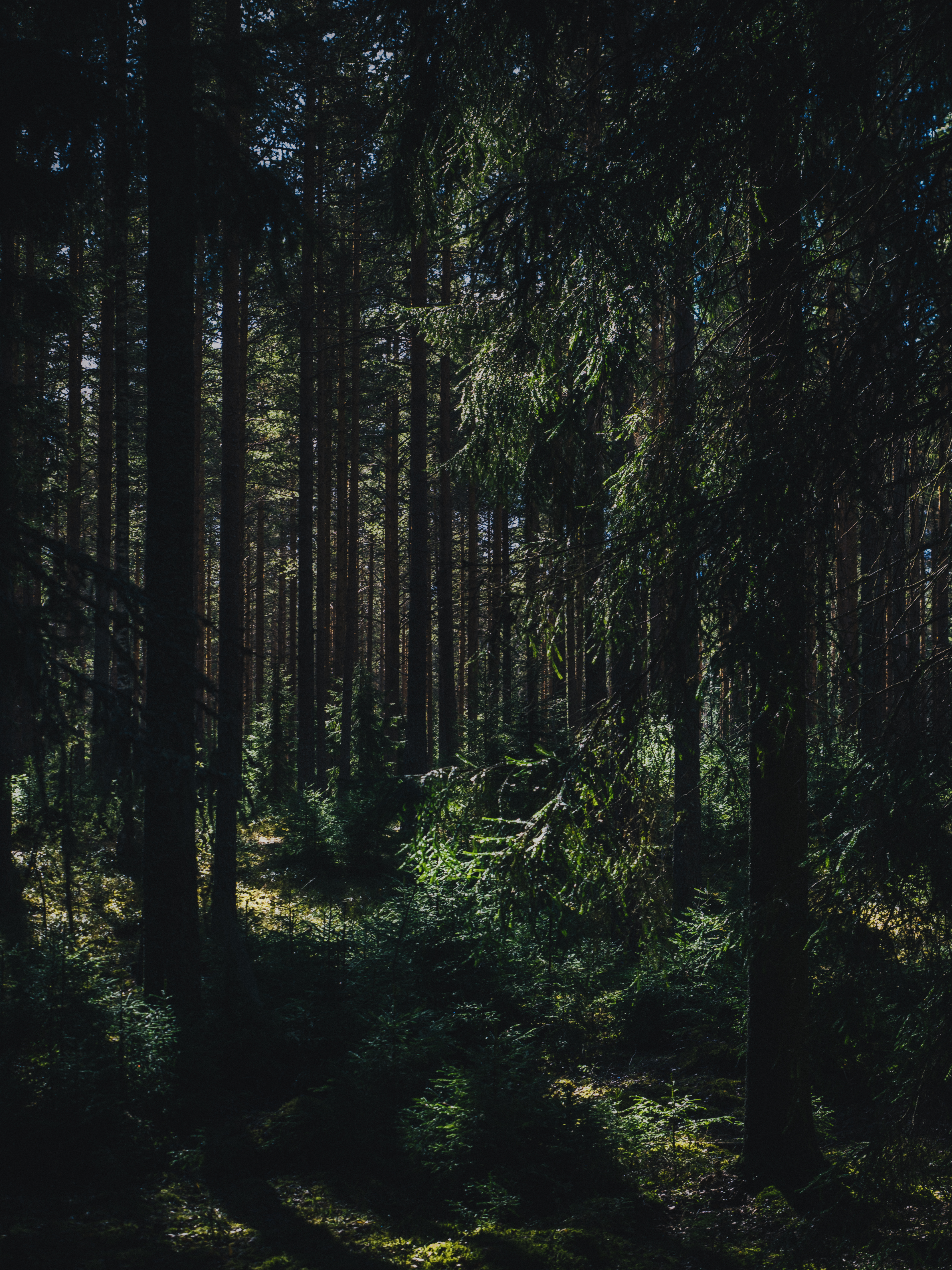 141957 descargar imagen árboles, naturaleza, verano, bosque, oscuridad, sombras, ylöjärvi, yulyarvi, finlandia occidental: fondos de pantalla y protectores de pantalla gratis